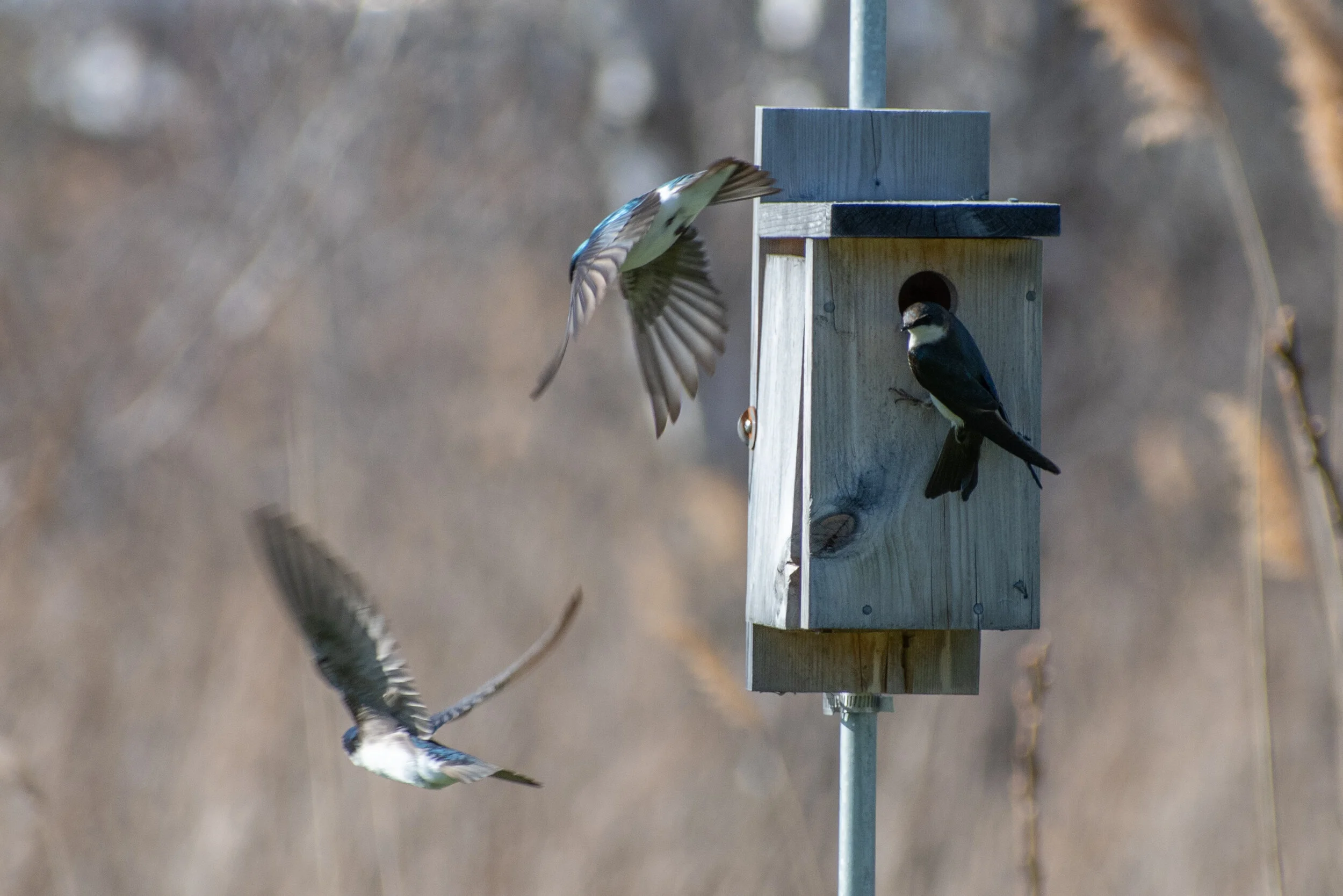 Tree Swallows defend nest
