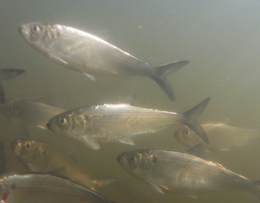 Great News for River Herring: Amendment 8 Becomes Law