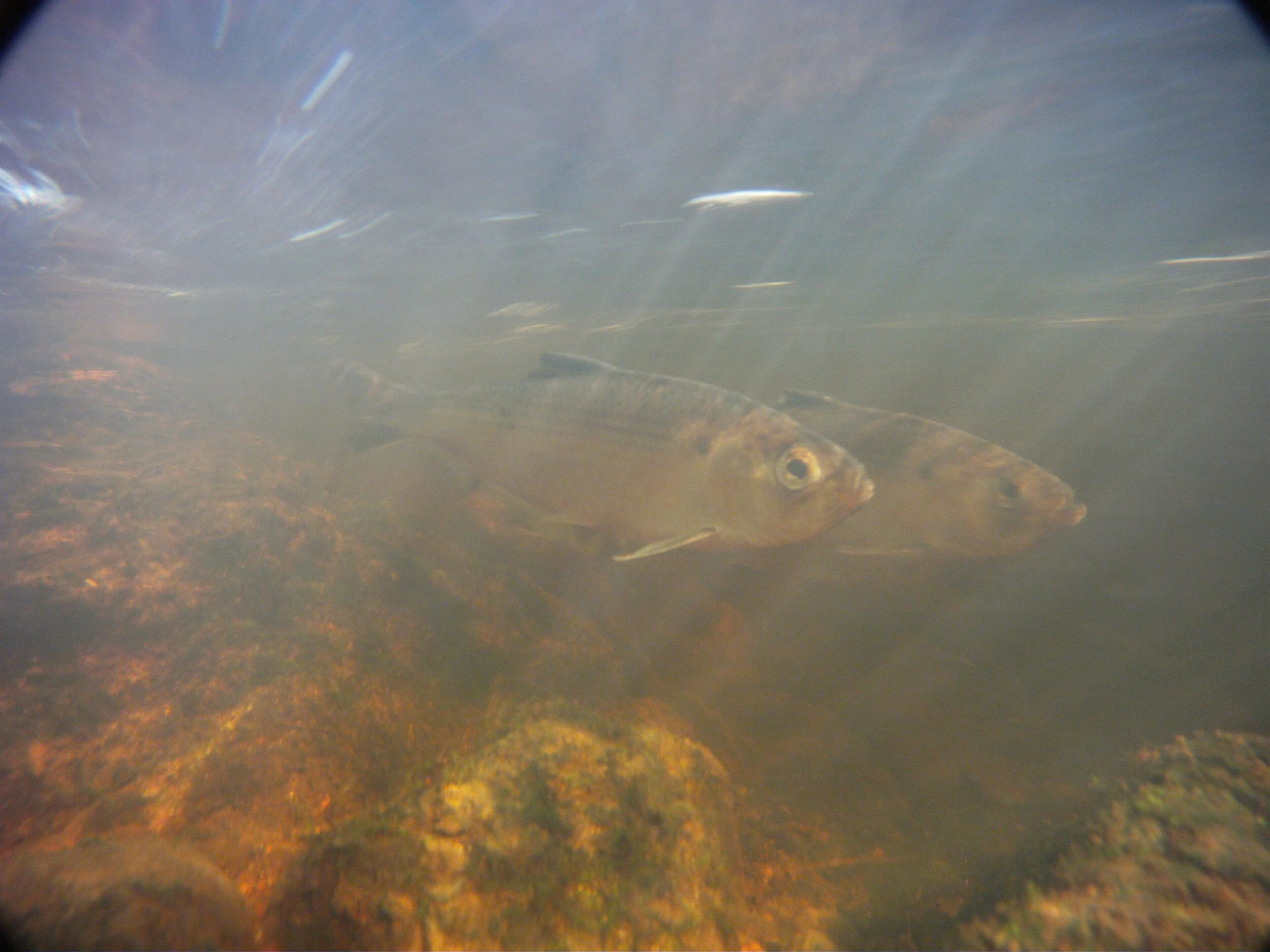 Mashpee Wampanoag: Celebrating River Herring 