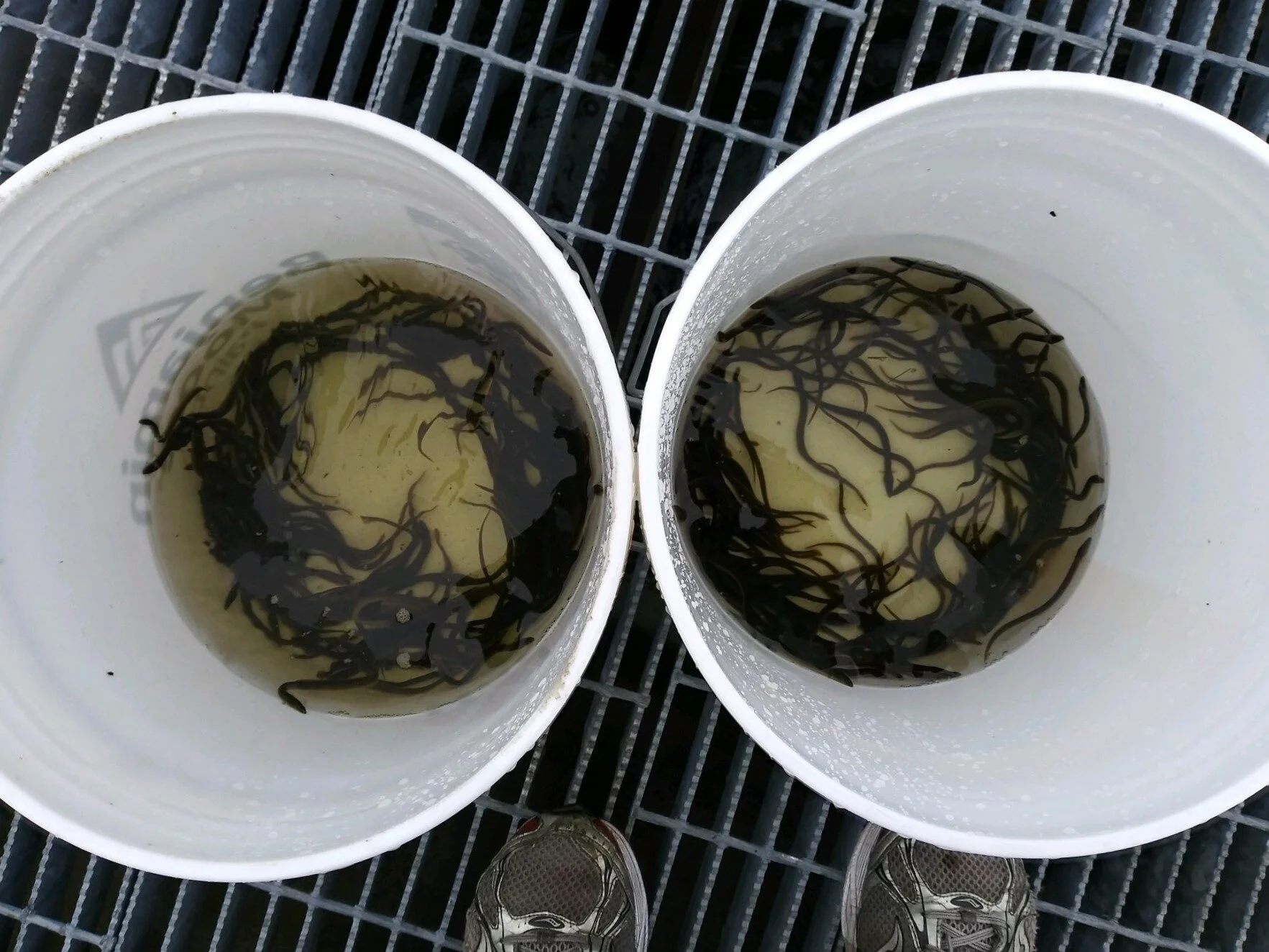 Record Daily Eel Count at Mystic Lakes Dam