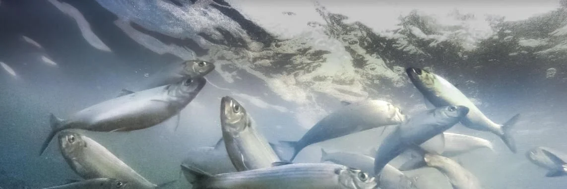 blue herring_banner.JPG