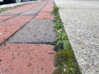 Bryum argentum, sidewalk moss.jpeg