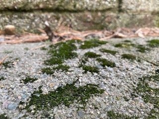 Orthotrichum anomolum, calcium loving moss.jpeg