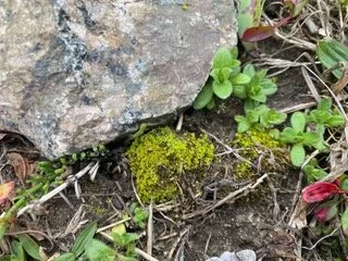 Meet the Mighty Moss Right Here in the Mystic