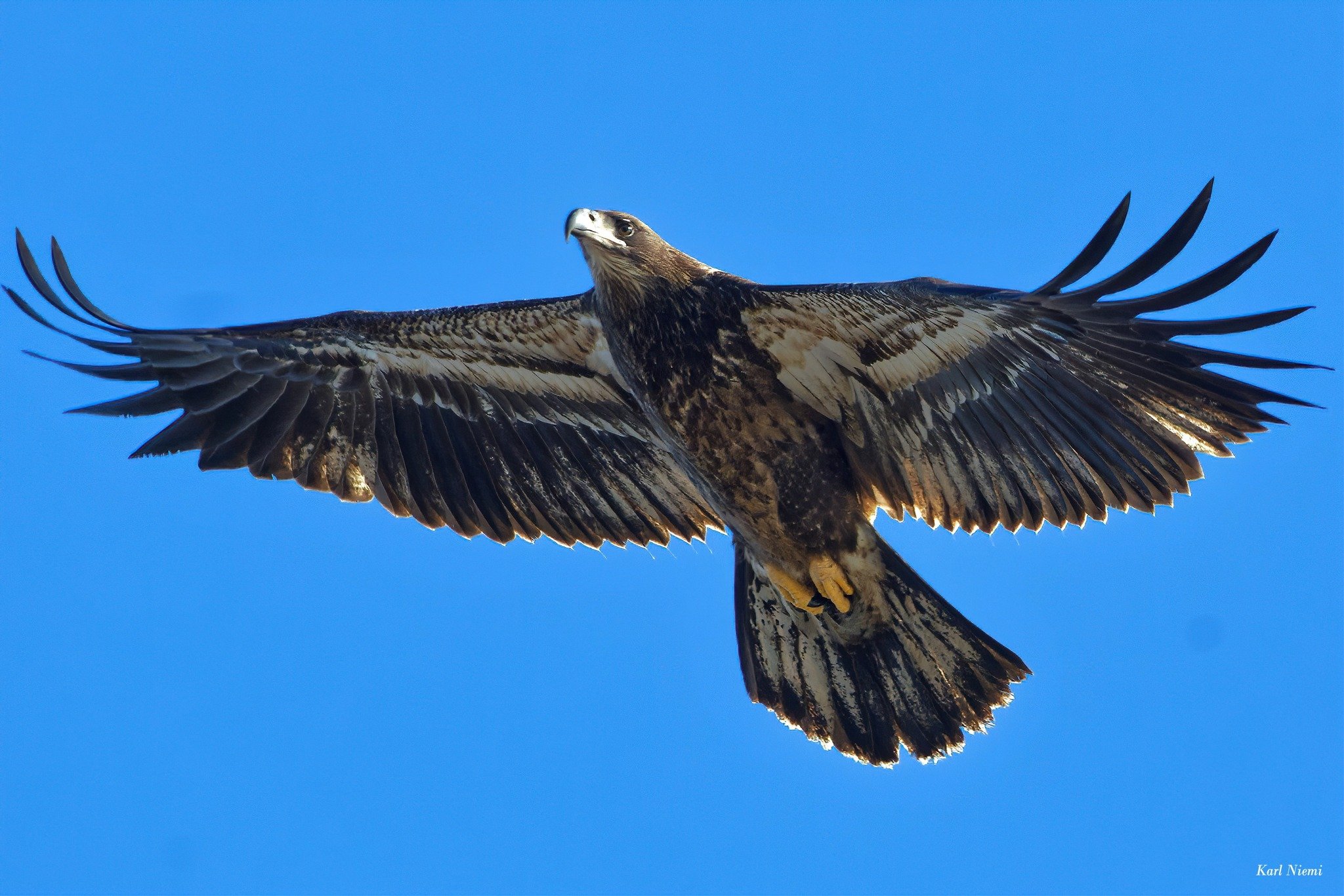  1.15.2022 | The year kicked off with this stunning shot of a juvenile Bald Eagle flying over the Mystic Lakes Dam. Credit: Karl Niemi 