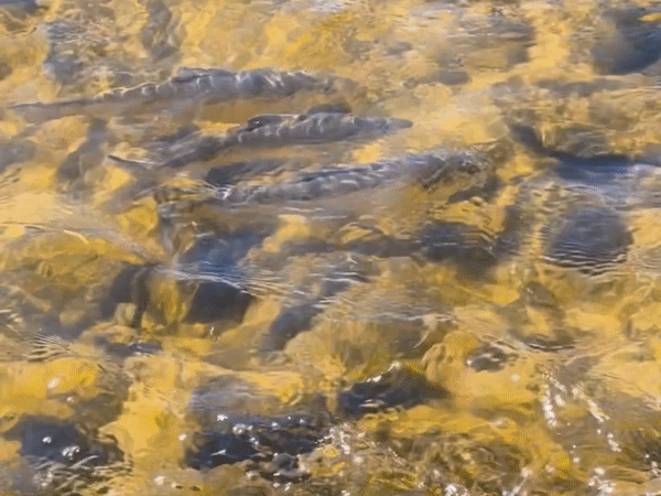  5.10.2022 | A clip of river herring swimming up the spillway to Horn Pond in Woburn. The Mystic River herring migration was  the largest in the state  for 2022, with more than 425,000 river herring passing through the fish ladder at the Mystic Lakes