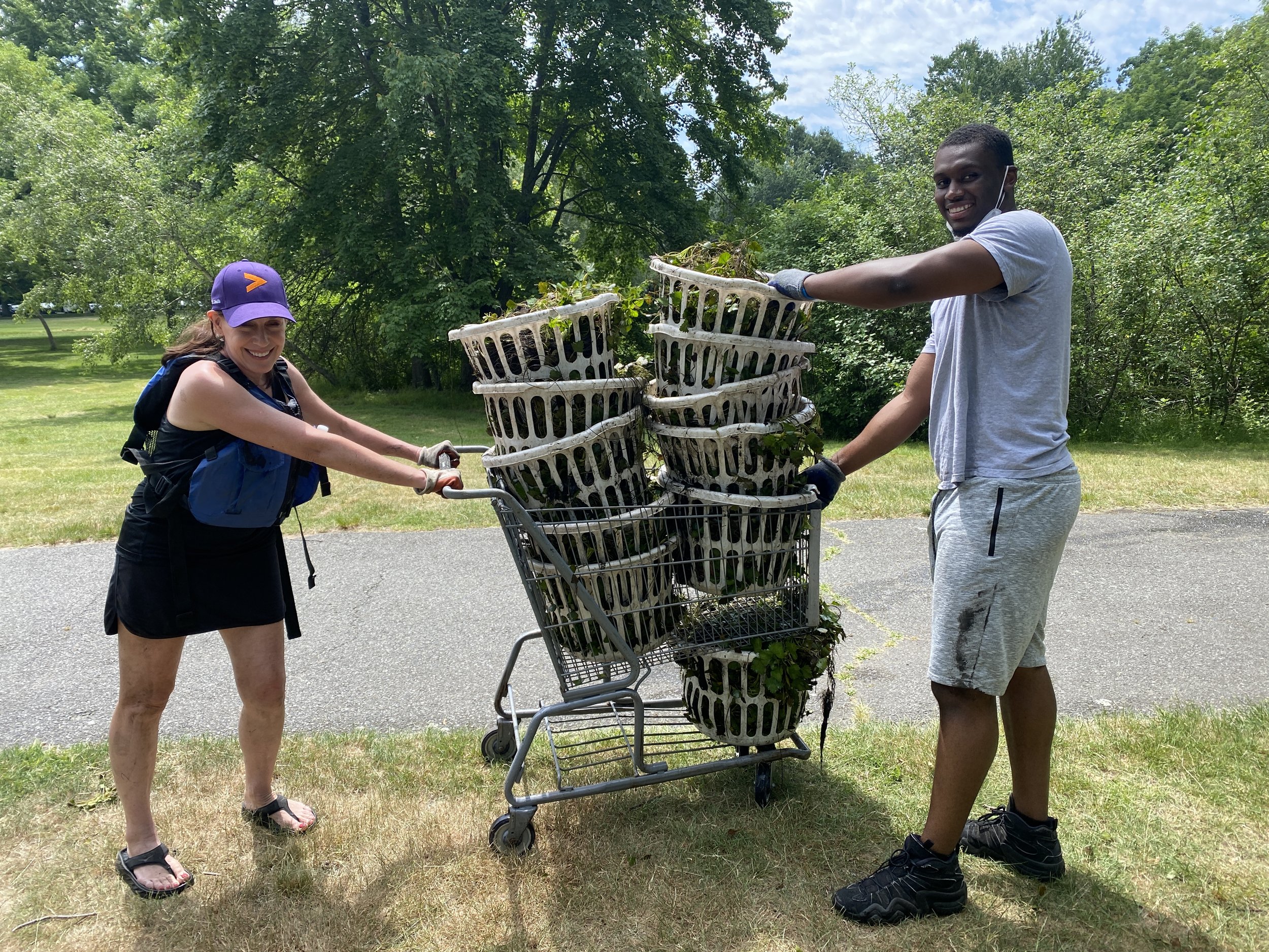  6.17.2022 | A lucky find, this laundry basket made our trips to the compost dumpster to deposit  invasive water chestnut  much more efficient. Credit: Daria Clark 