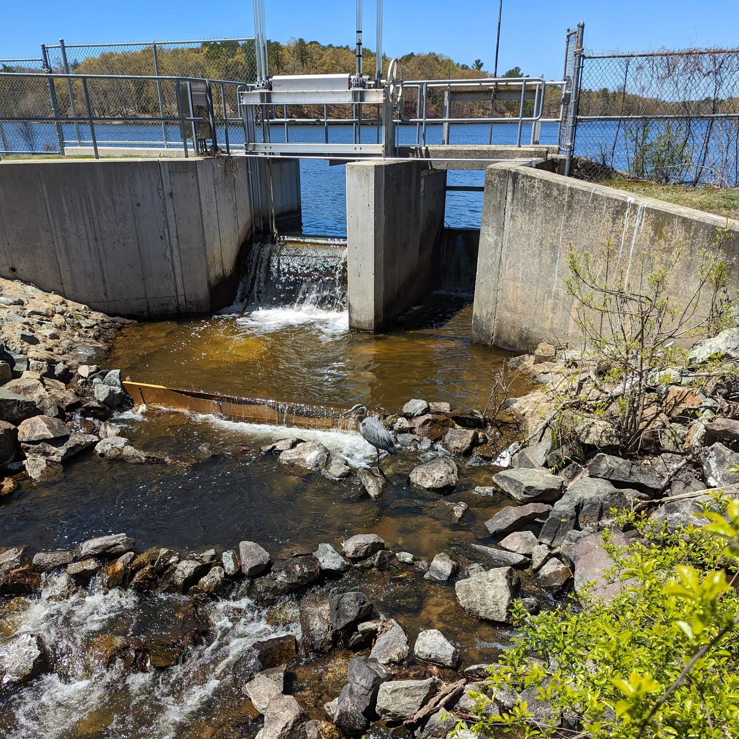 Horn Pond Herring Monitor Training