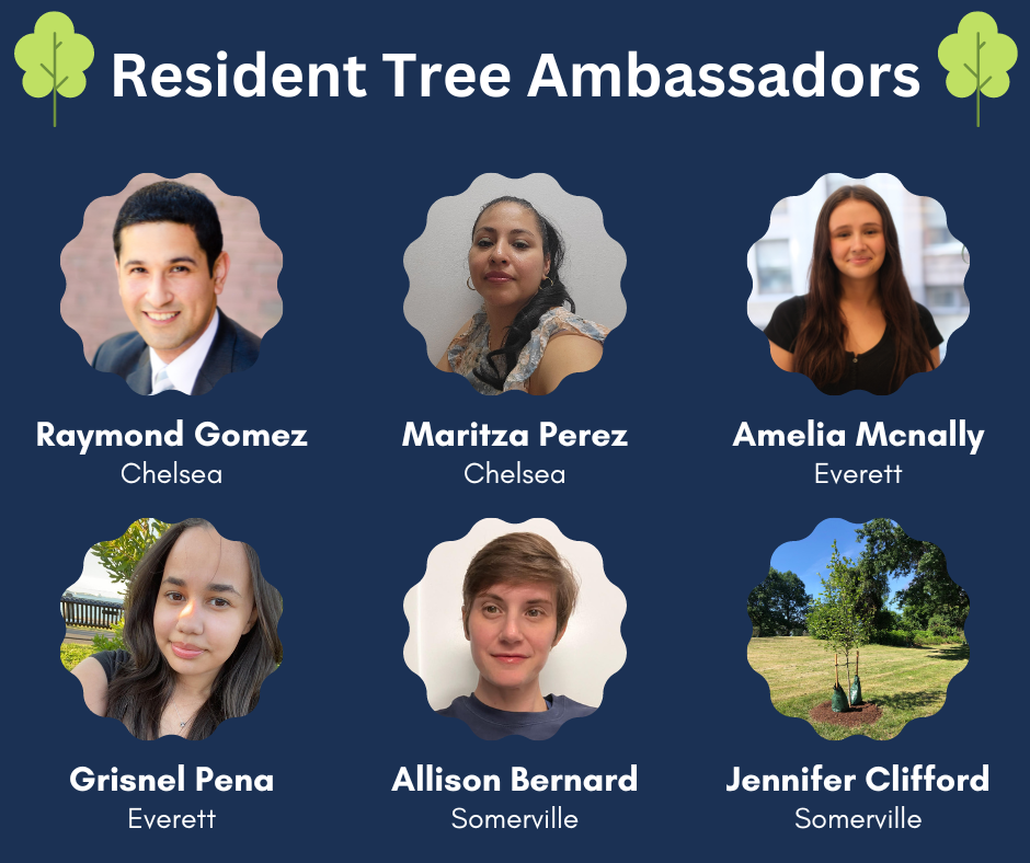 Introducing Resident Tree Ambassadors in Chelsea, Everett, and Somerville