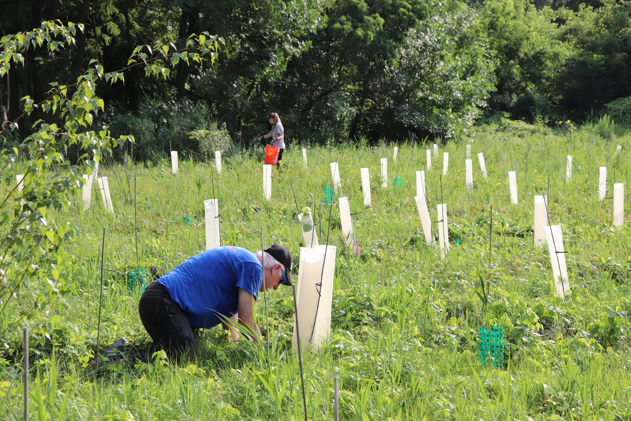  A volunteer weeds around a newly planted tree at Gateway Park. Credit: Daria Santollani 