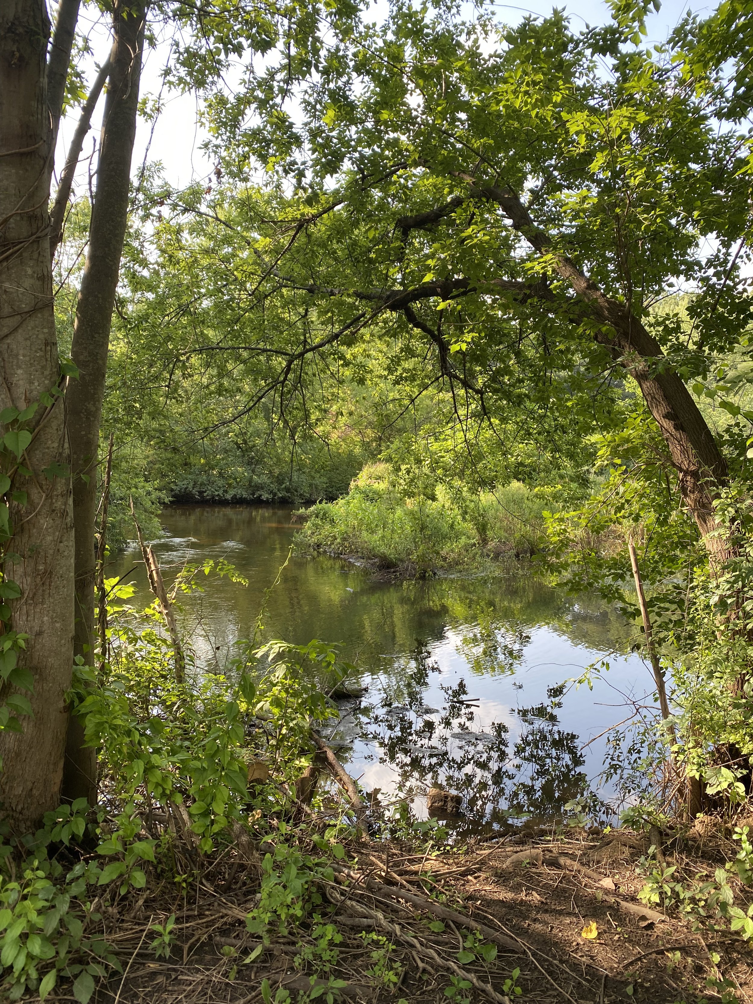 Davidson Park Stream Restoration Update