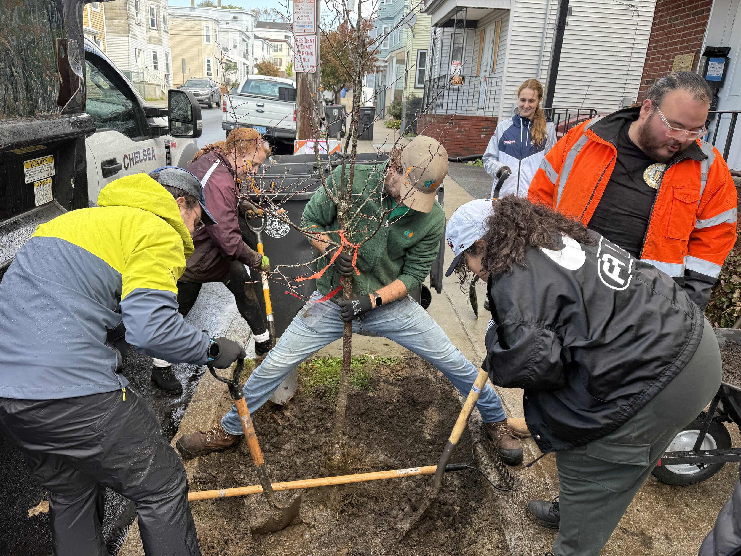 Tree planting in Chelsea. PC: Daria Clark Santollani
