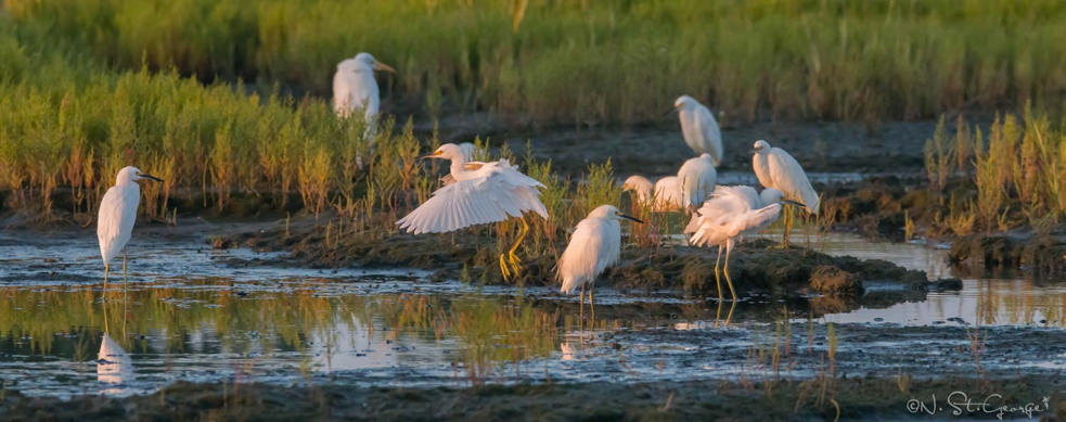 DCR Belle Isle Marsh Reservation Resource Management Plan Draft Release Public Meeting