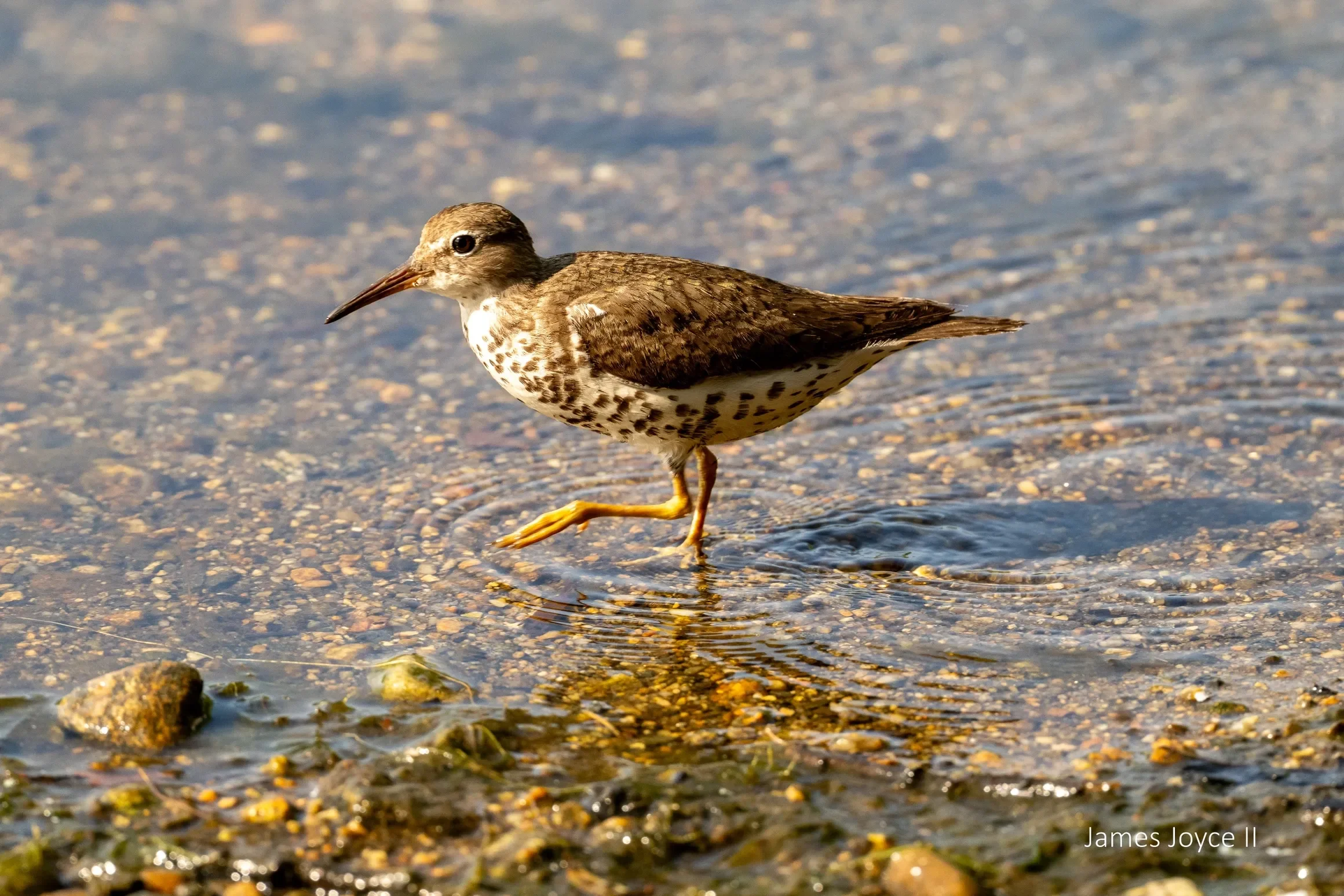 Guided Horn Pond Walk
