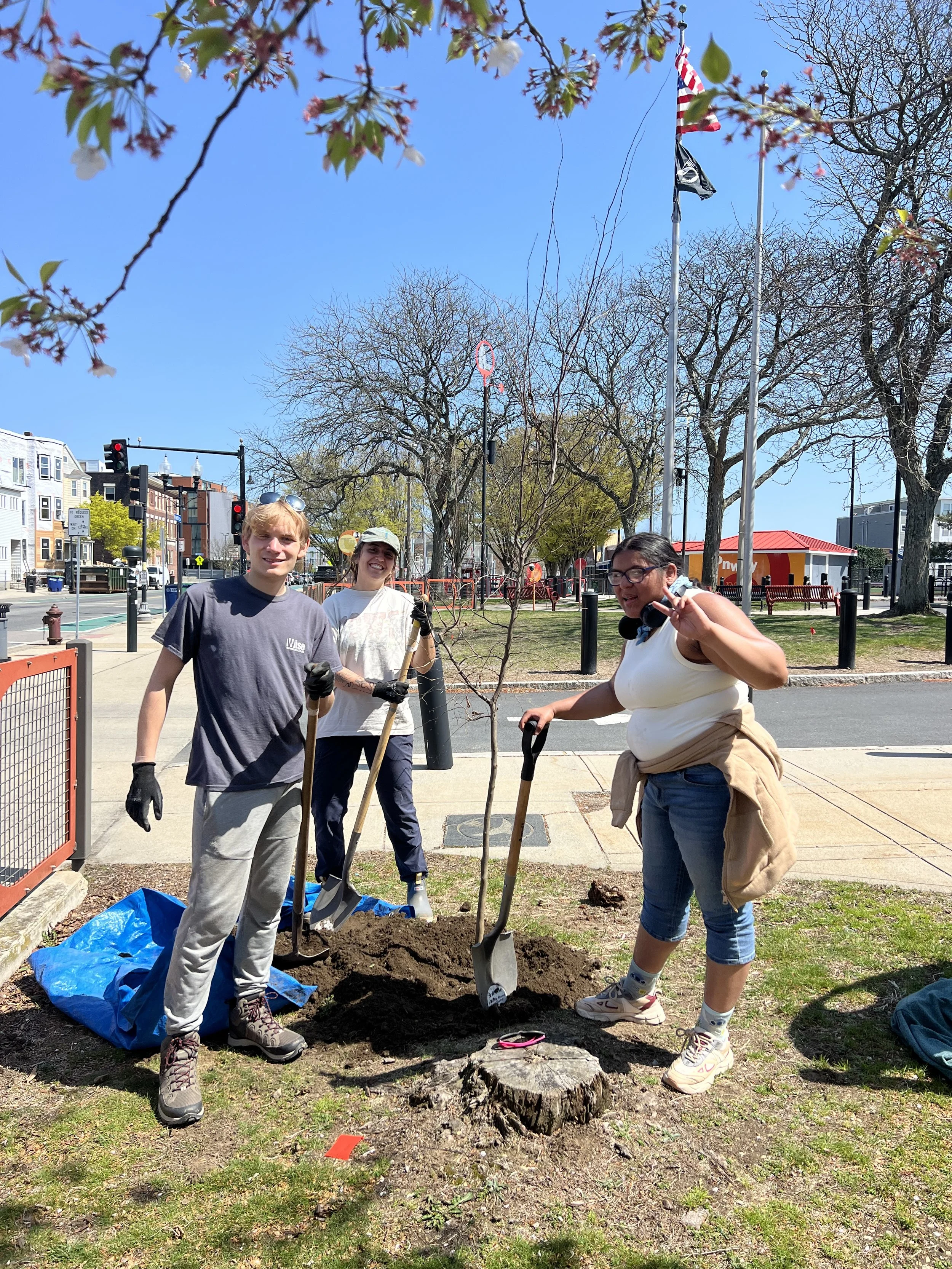 Tree Planting at Vernon St, Somerville