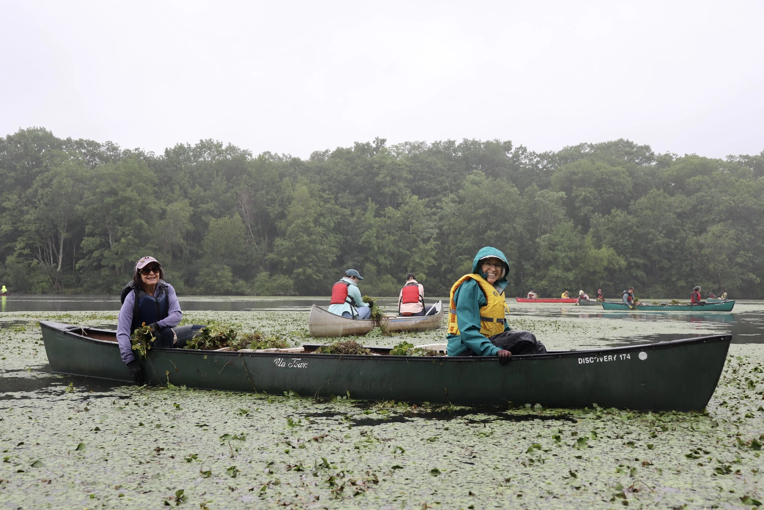 Water Chestnut Removal Volunteer Event - Horn Pond 