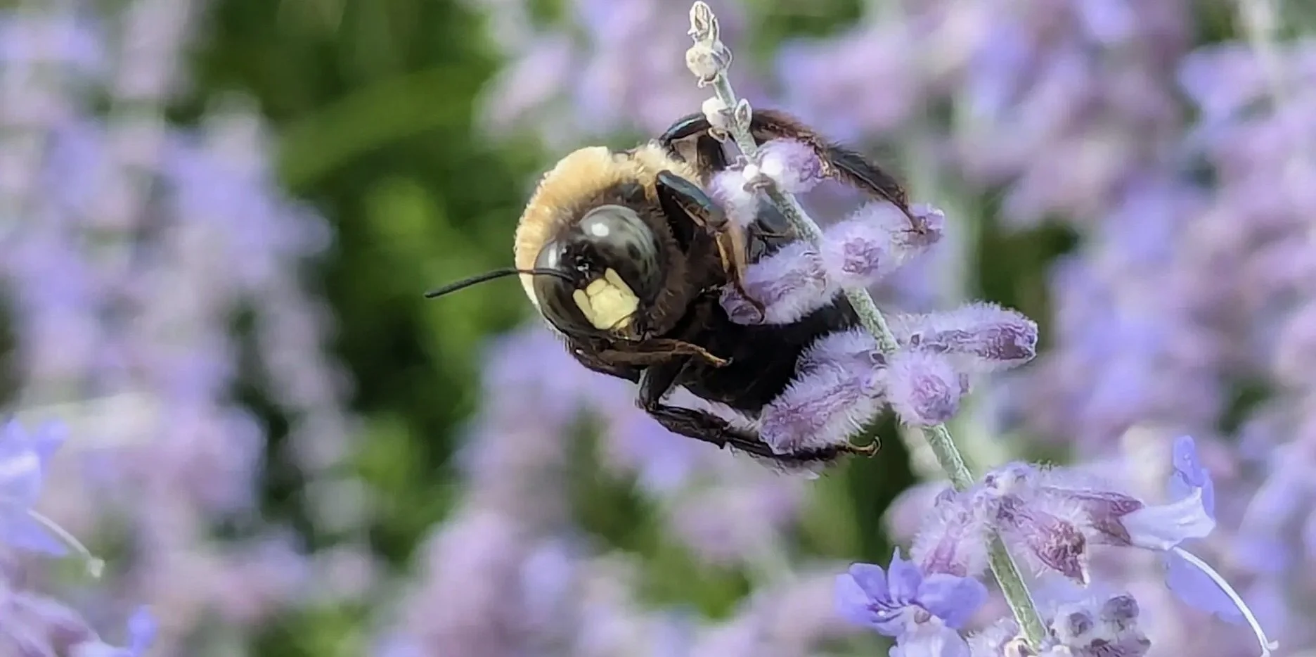 Pollinators of the Mystic Lakes