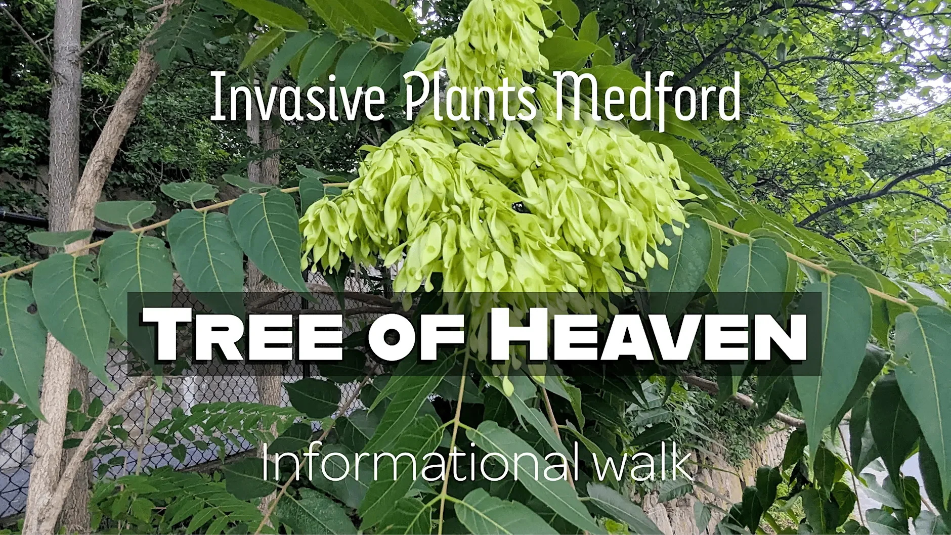 Medford Invasive Plant Taskforce: Tree of Heaven Informational Walk