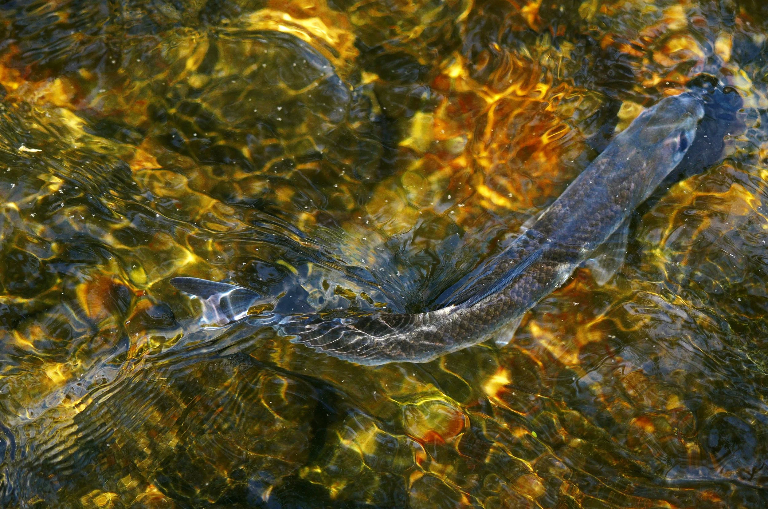 Horn Pond: The Journey of the Herring and the Legacy of the Massachusett Tribe 