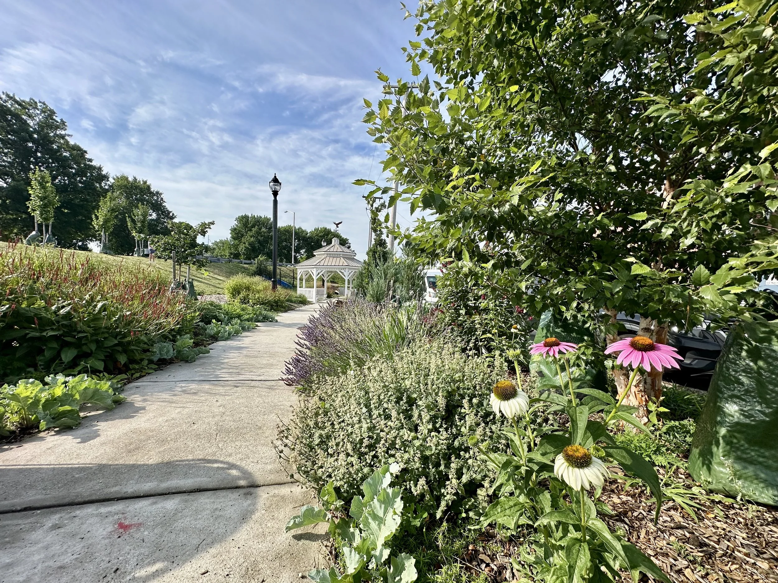 From Heat Island to Habitat: The Transformation of Main Street Meadow&nbsp;
