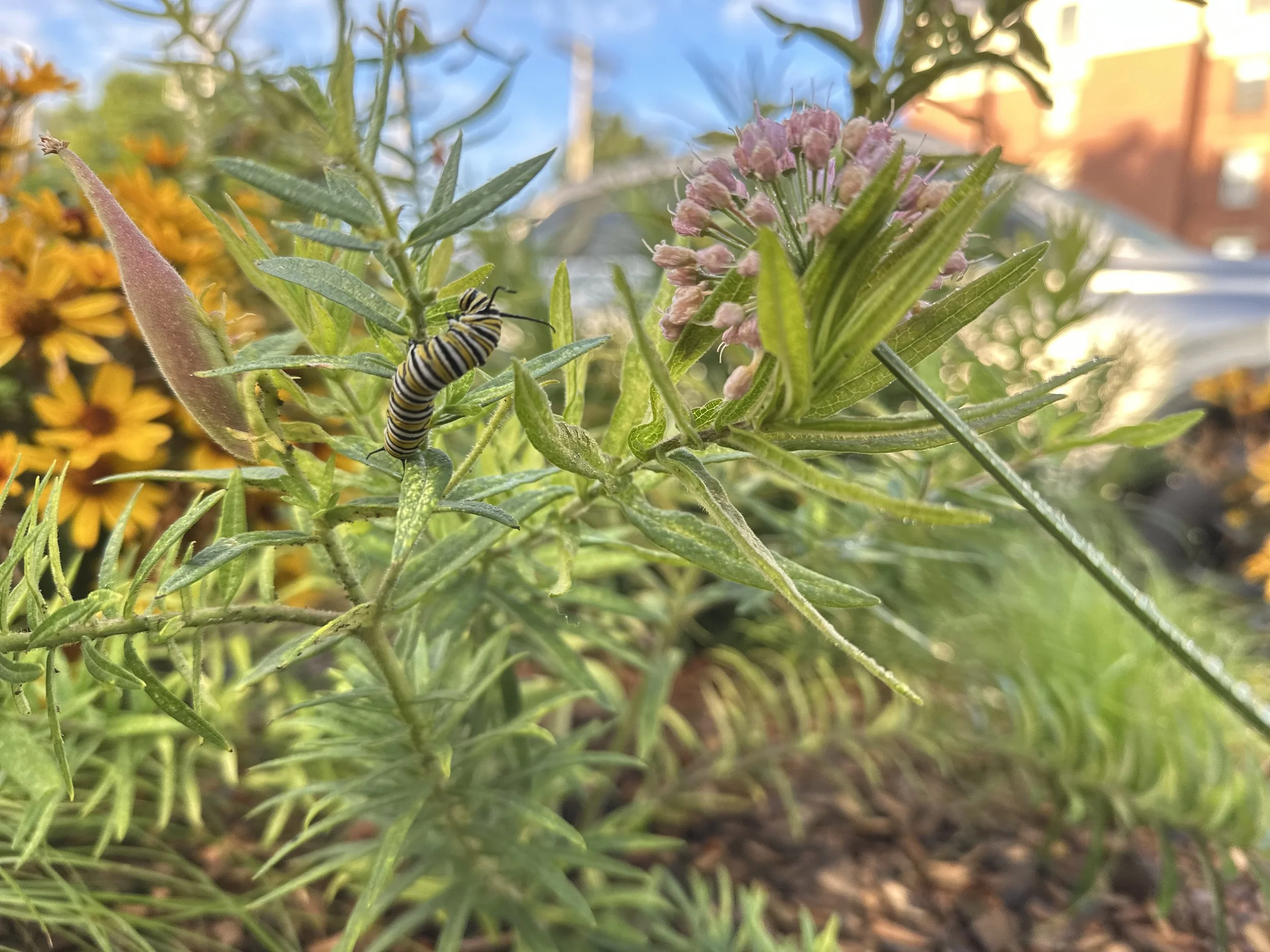 Monarch caterpillar crawls on a leafy plant surrounded by native flowers.