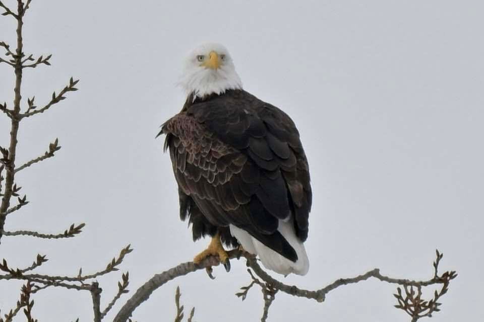 A bald eagle perches on a branch looking at the camera