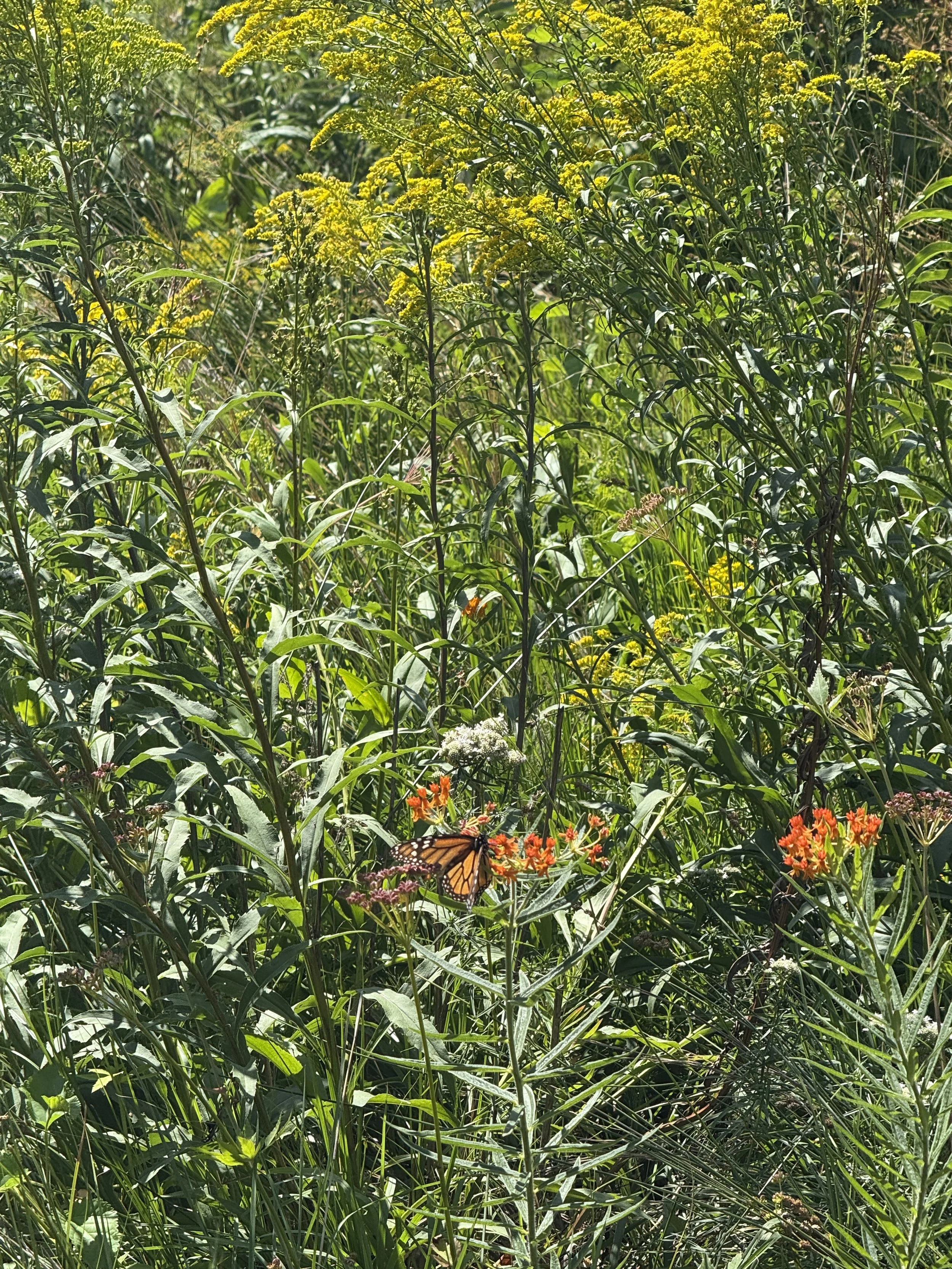 A monarch butterfly perches on an orange flower.