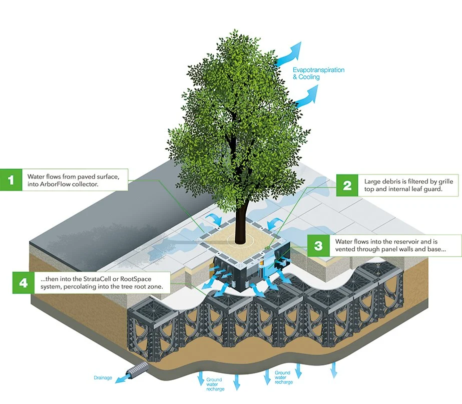 Tree Trenches — Mystic River Watershed Association