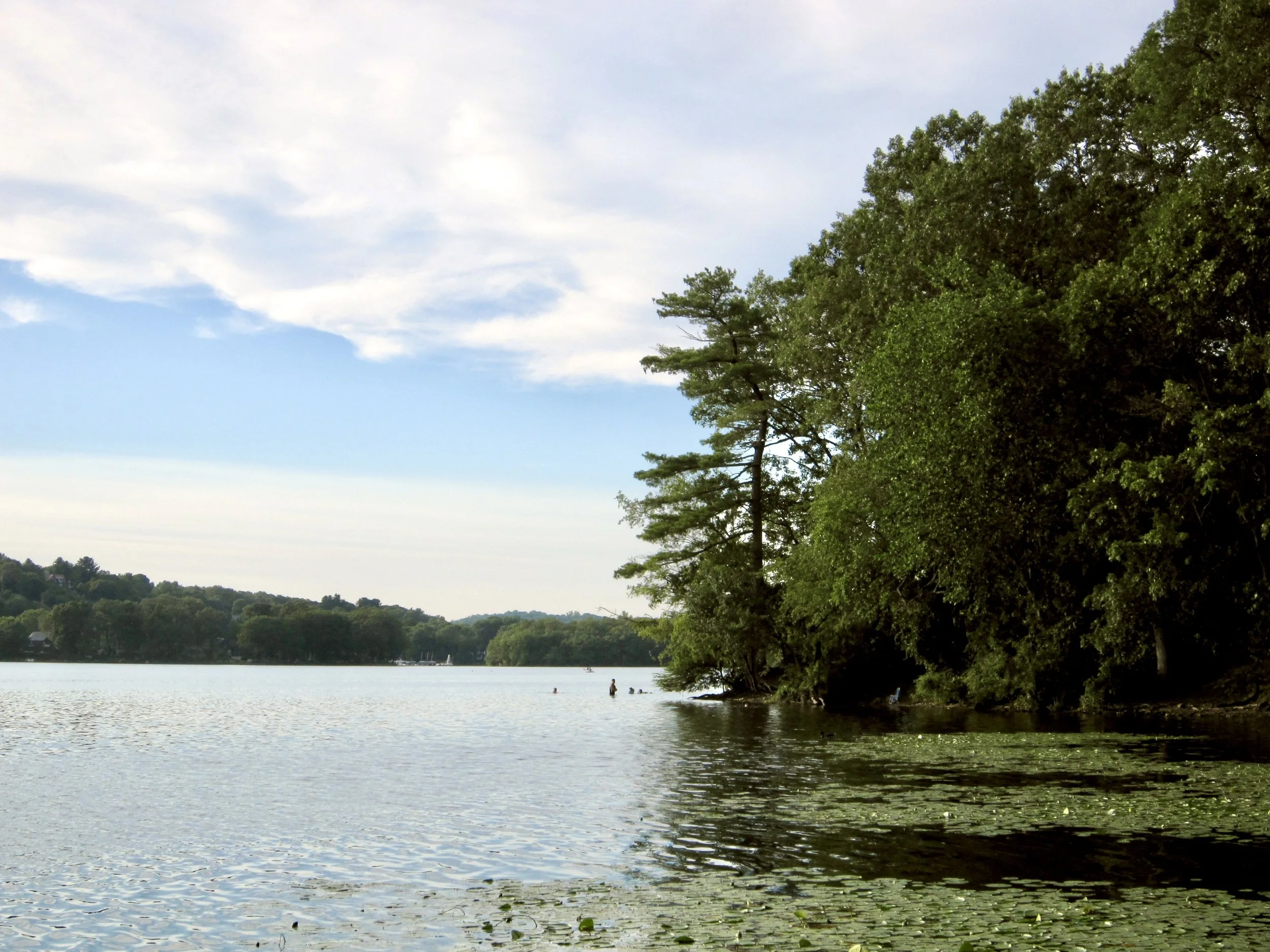 View across a lake on a hot summer day with lily pads, trees, and swimmers in the distance