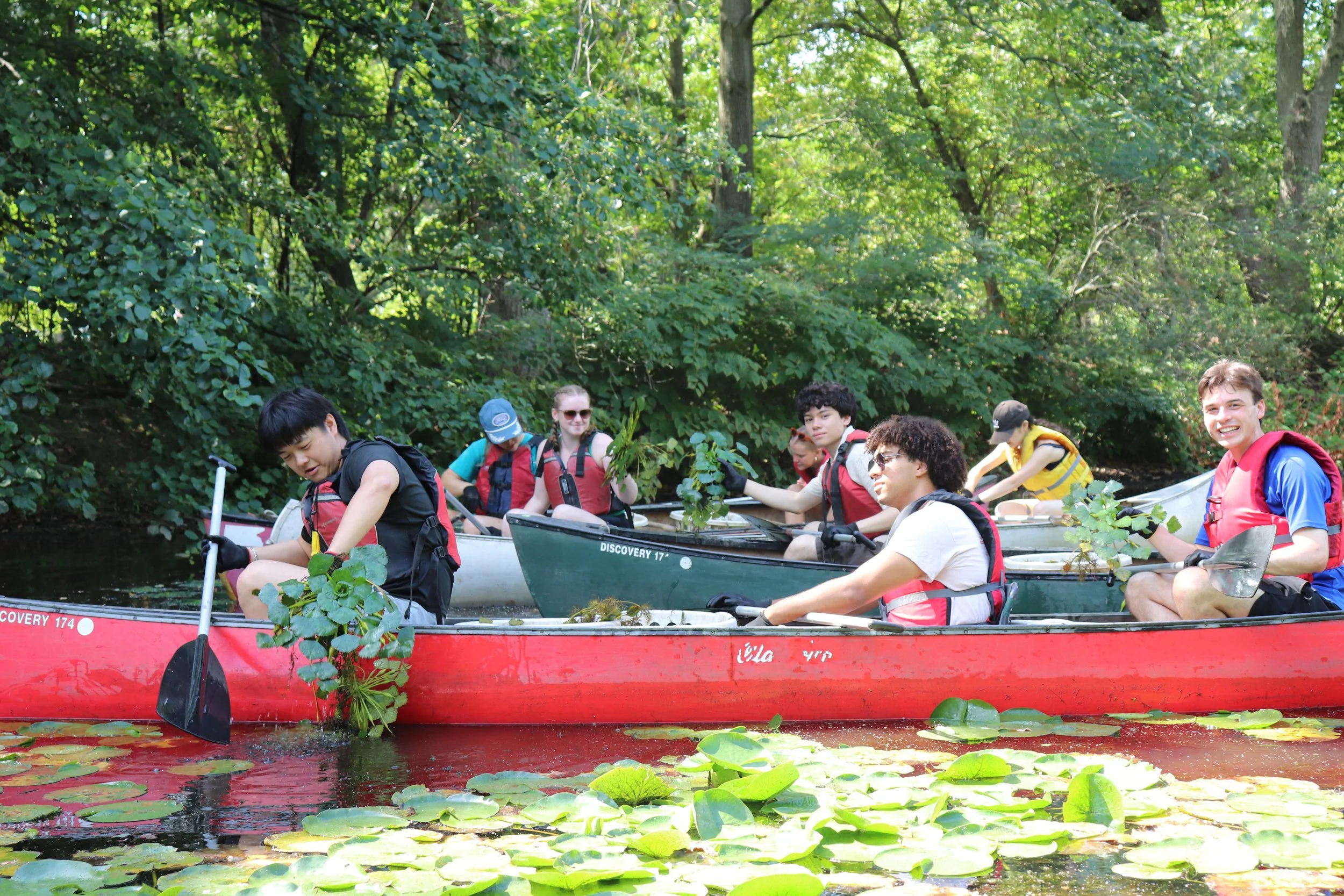 Volunteers in four canoes comb the shoreline for water chestnut plants.