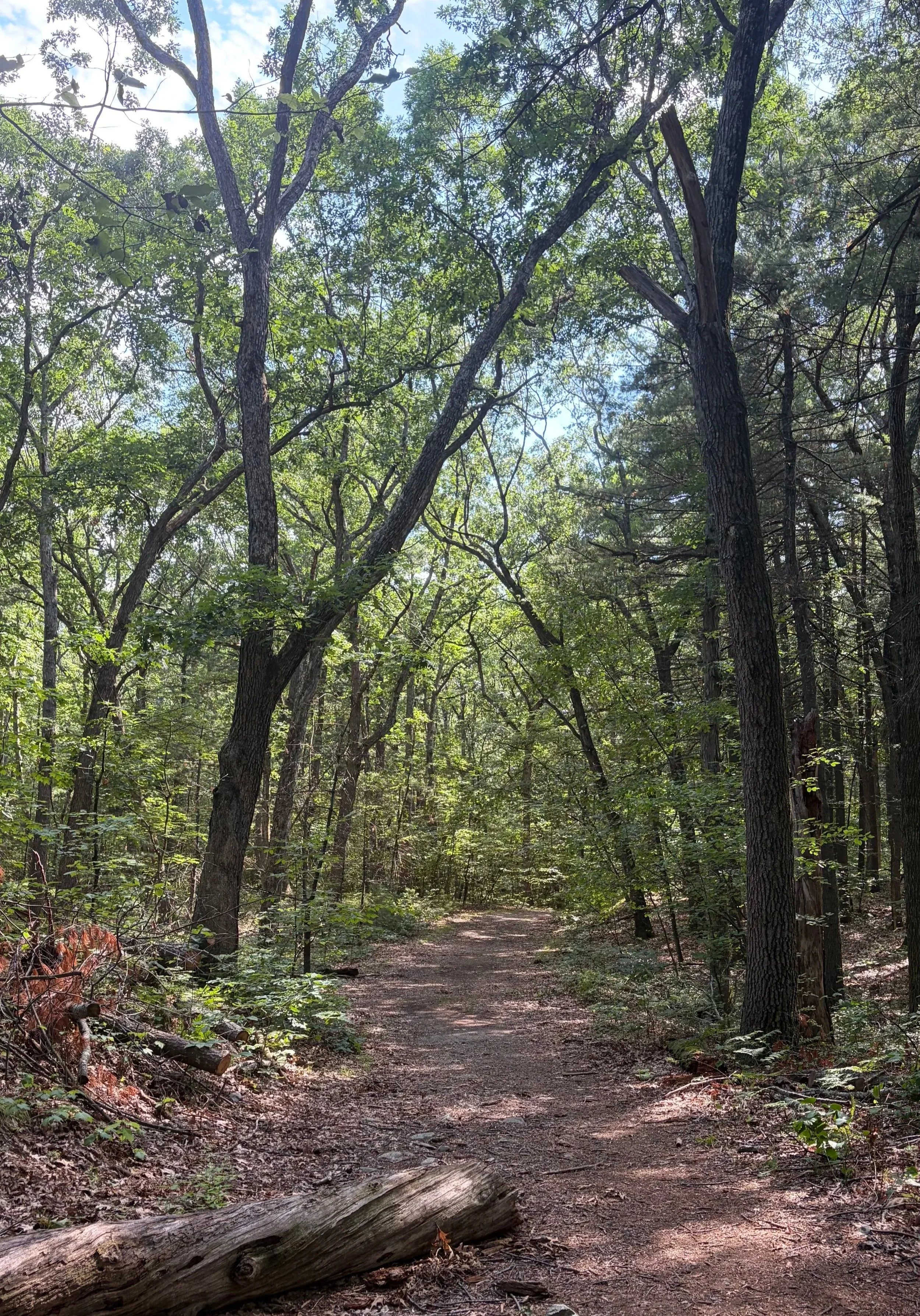 Forested trail, with a walking path and lined on either side with tall green trees.