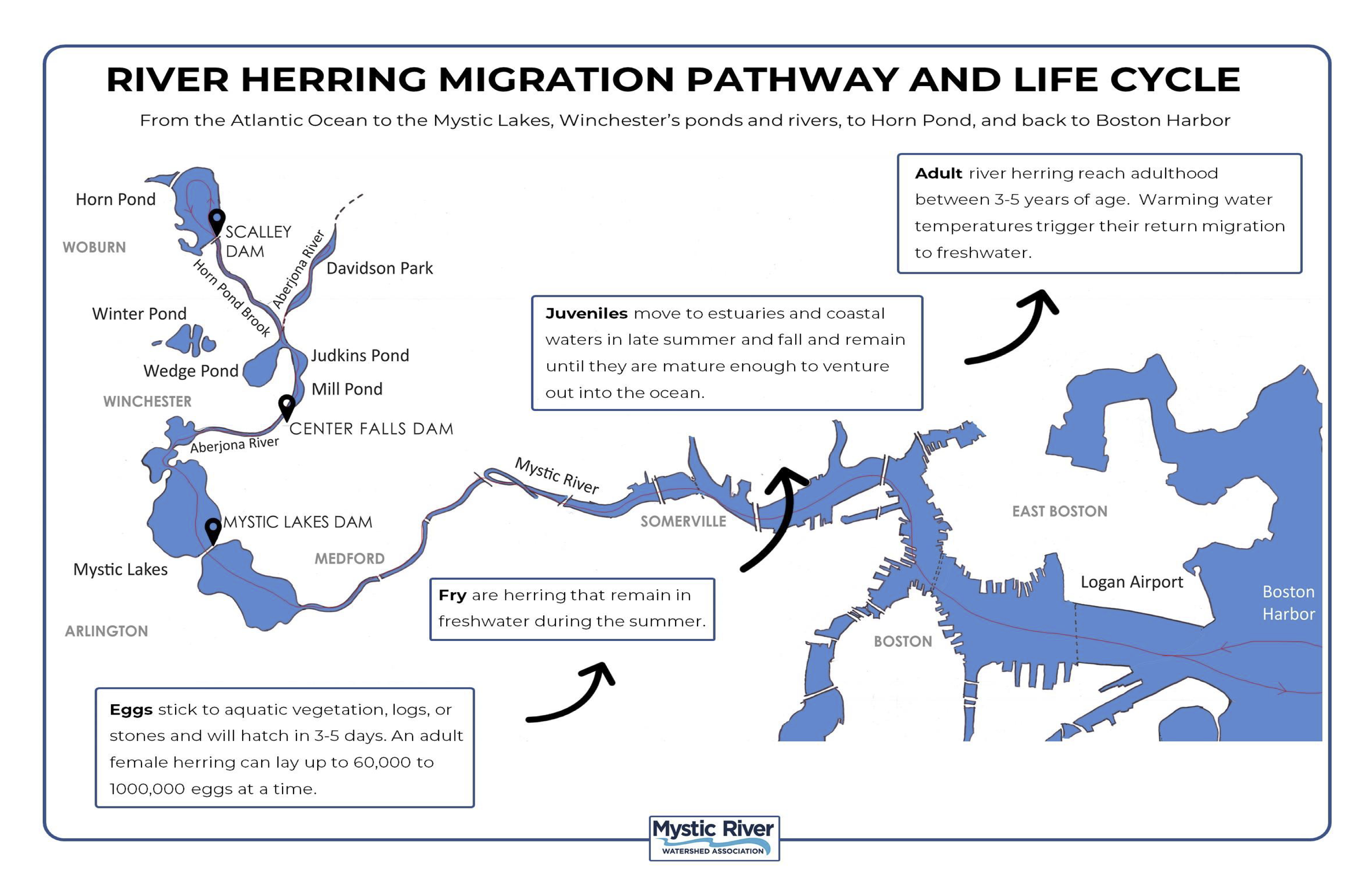 Map showing the river herring life cycle, going from eggs on aquatic freshwater vegetation to fry that remain in freshwater to juveniles that mature in estuaries, to adults returning to the ocean
