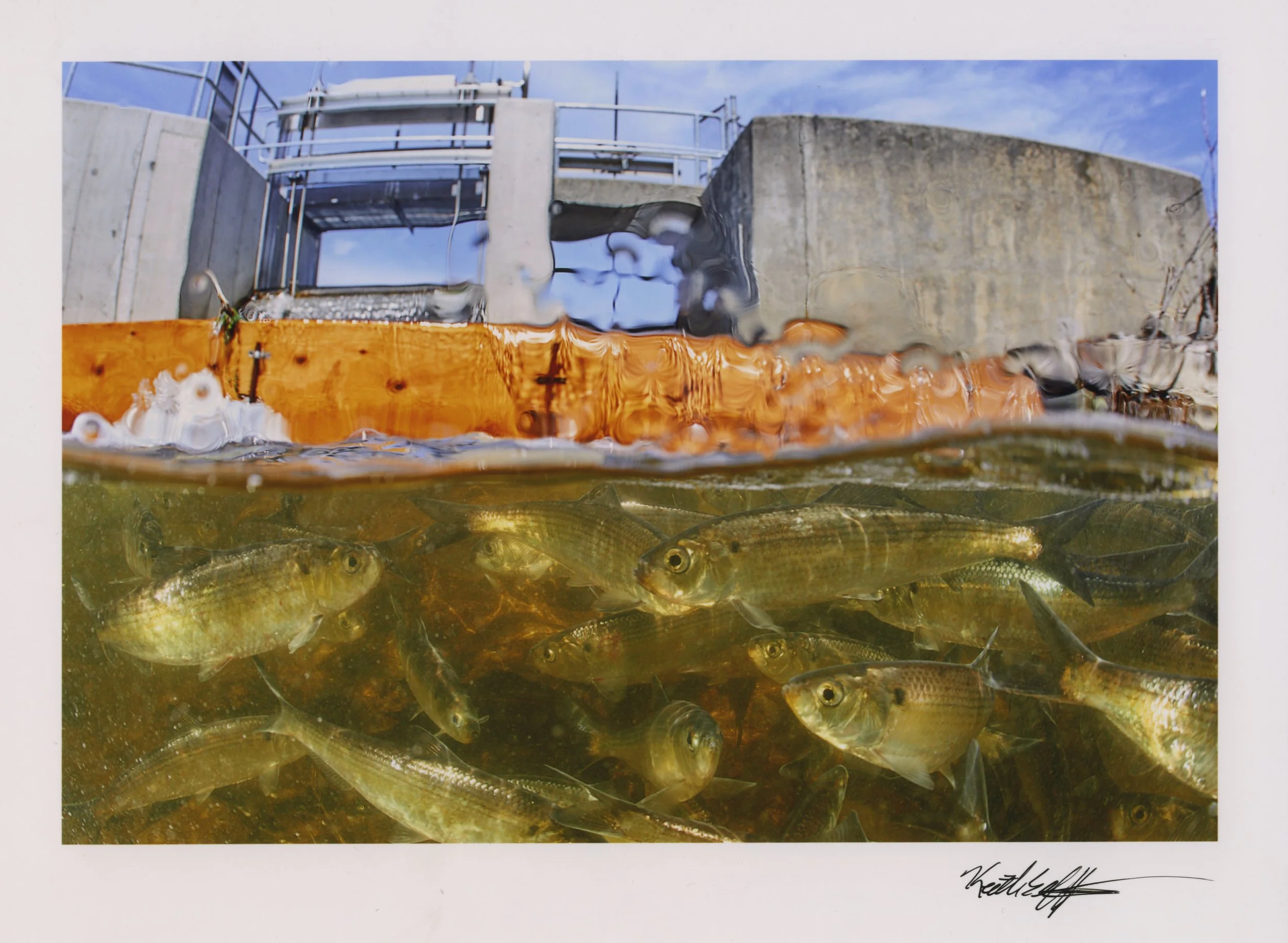 Photo half submerged in water. Above the water, you can see the Scalley Dam in Woburn made of metal and cement, below the water you can see many schooling river herring, small silver fish.