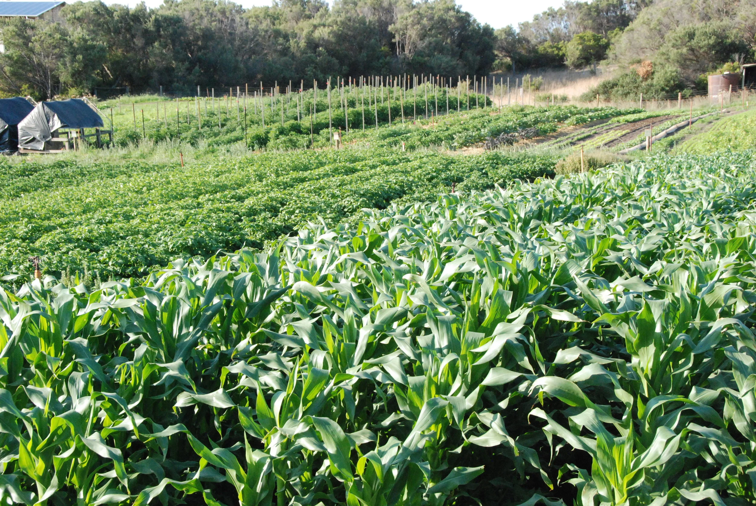 Sweet Corn, Potatoes and Tomatoes in the field. The chicken tractors are preparing the area for the Autumn brassicas