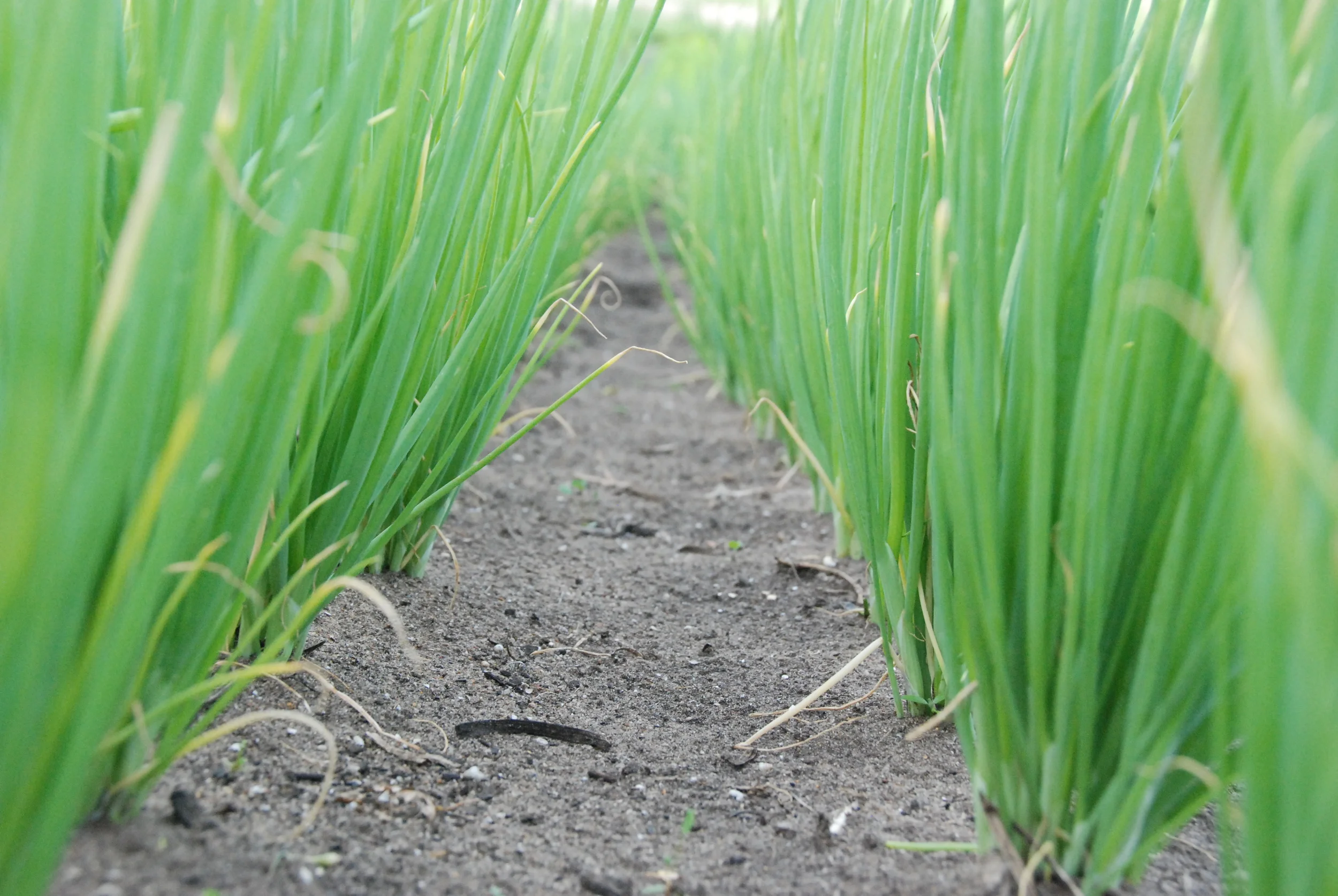 Spring Onions