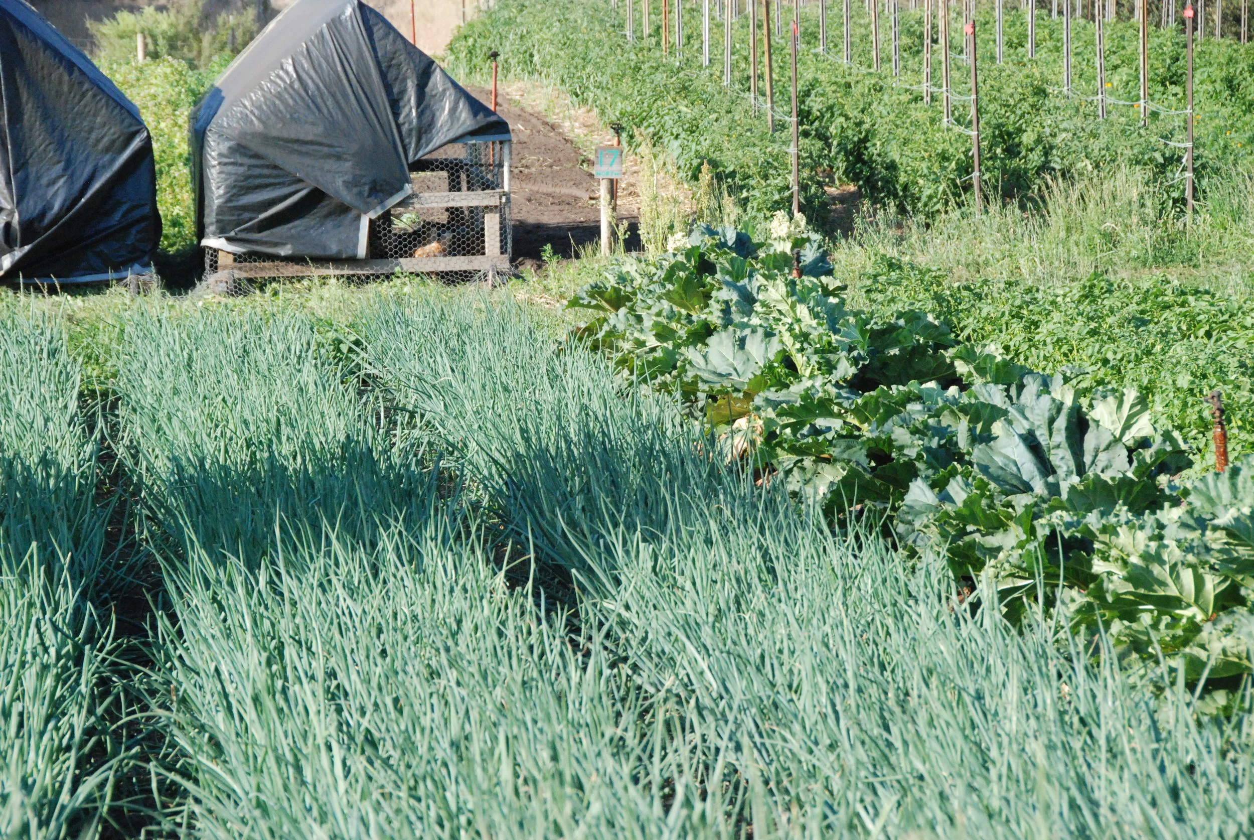 Onions and Rhubarb ... and chicken tractors.