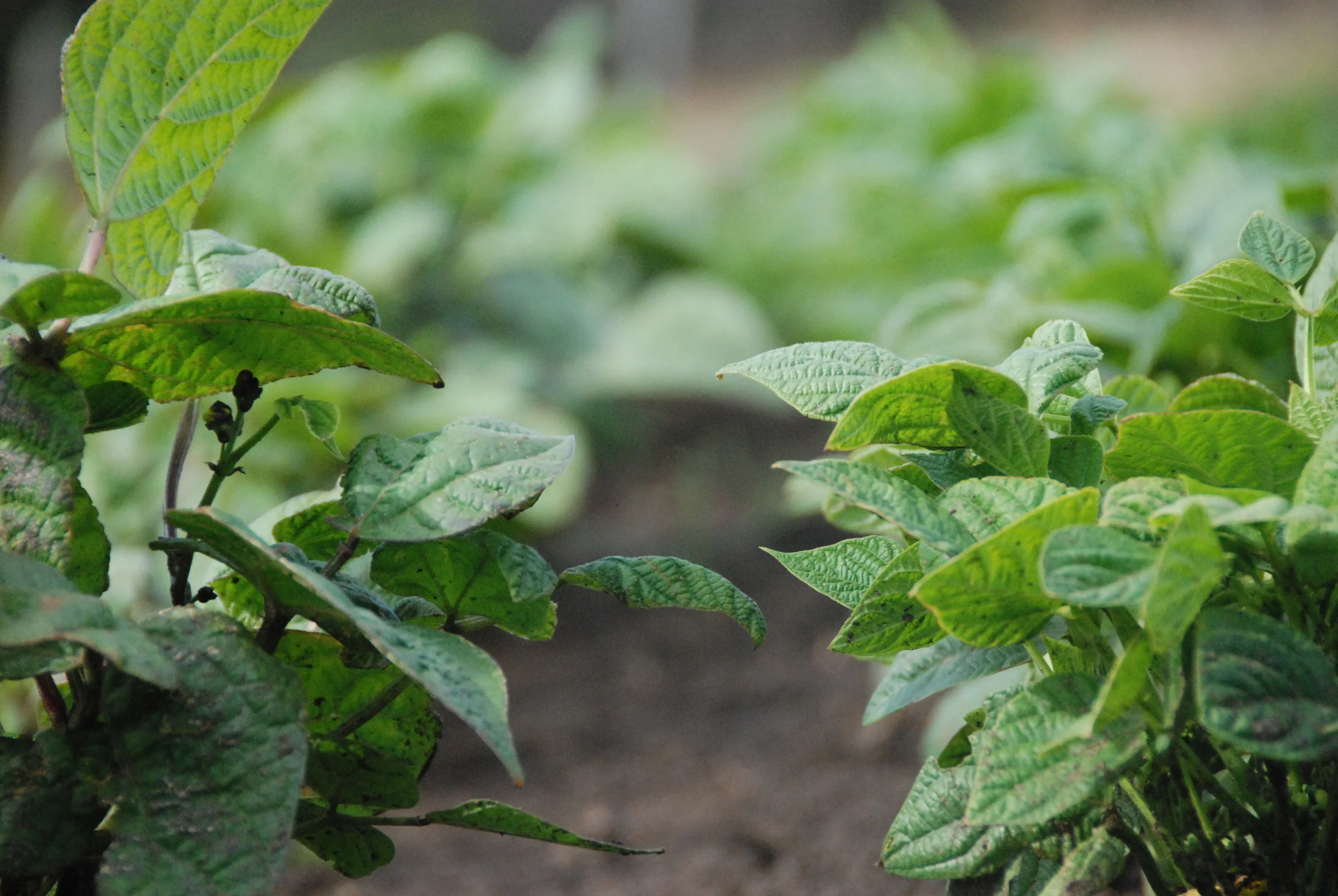 Summer beans starting to flower