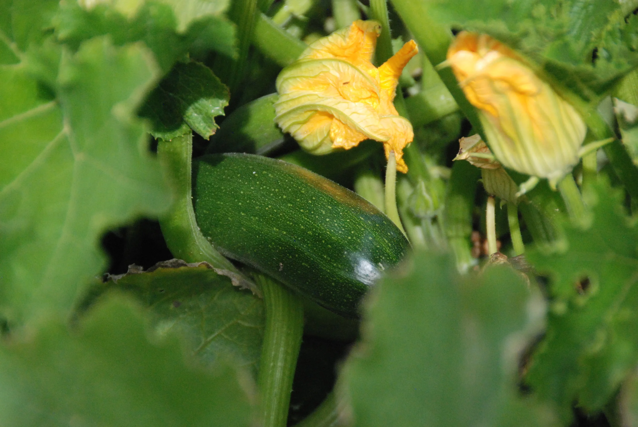 Zucchini
