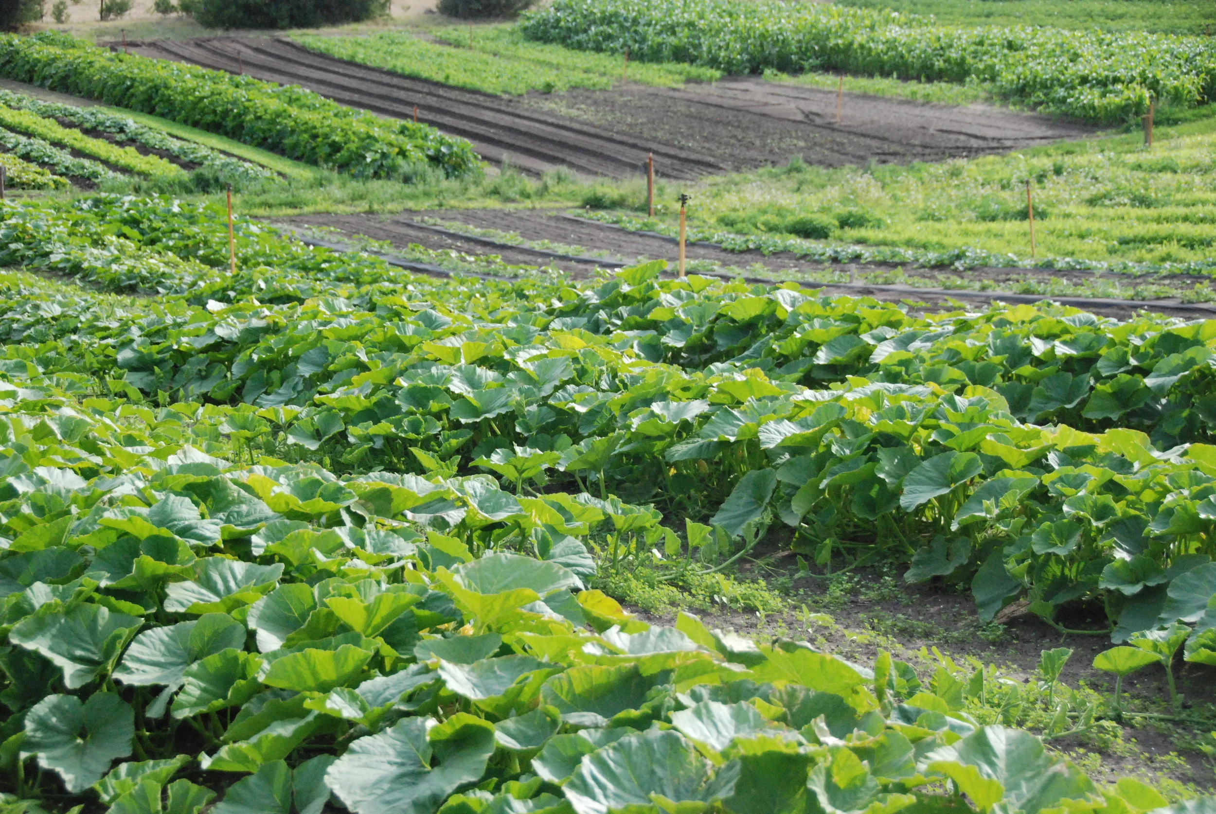 Pumpkins and melons...undersown with clover to cover the ground and harness nitrogen and intercropped with sunflowers, to attract the bees we need for good pollination and to provide shade through the hot summer.