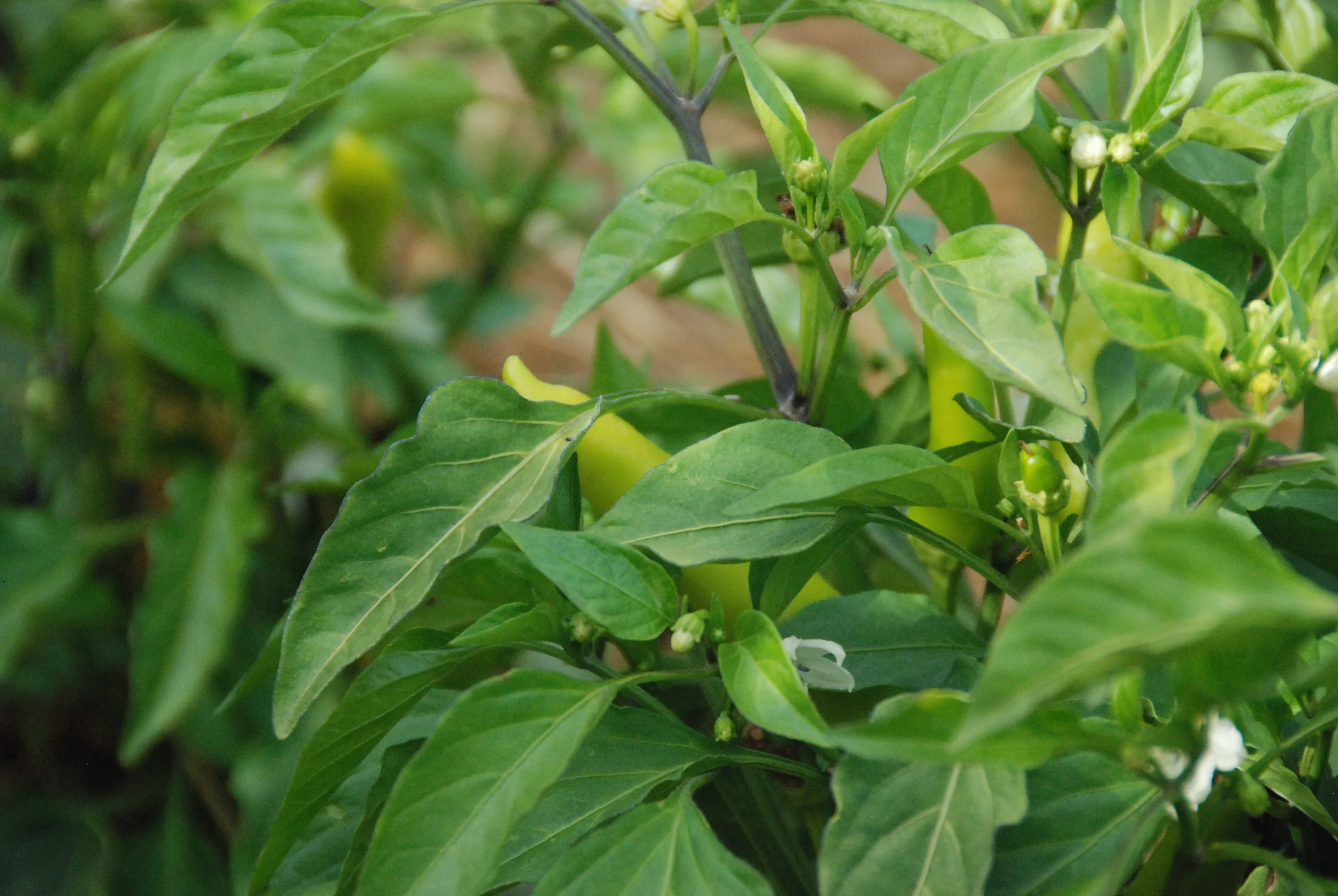 Capsicum, Chillies, Padrons...