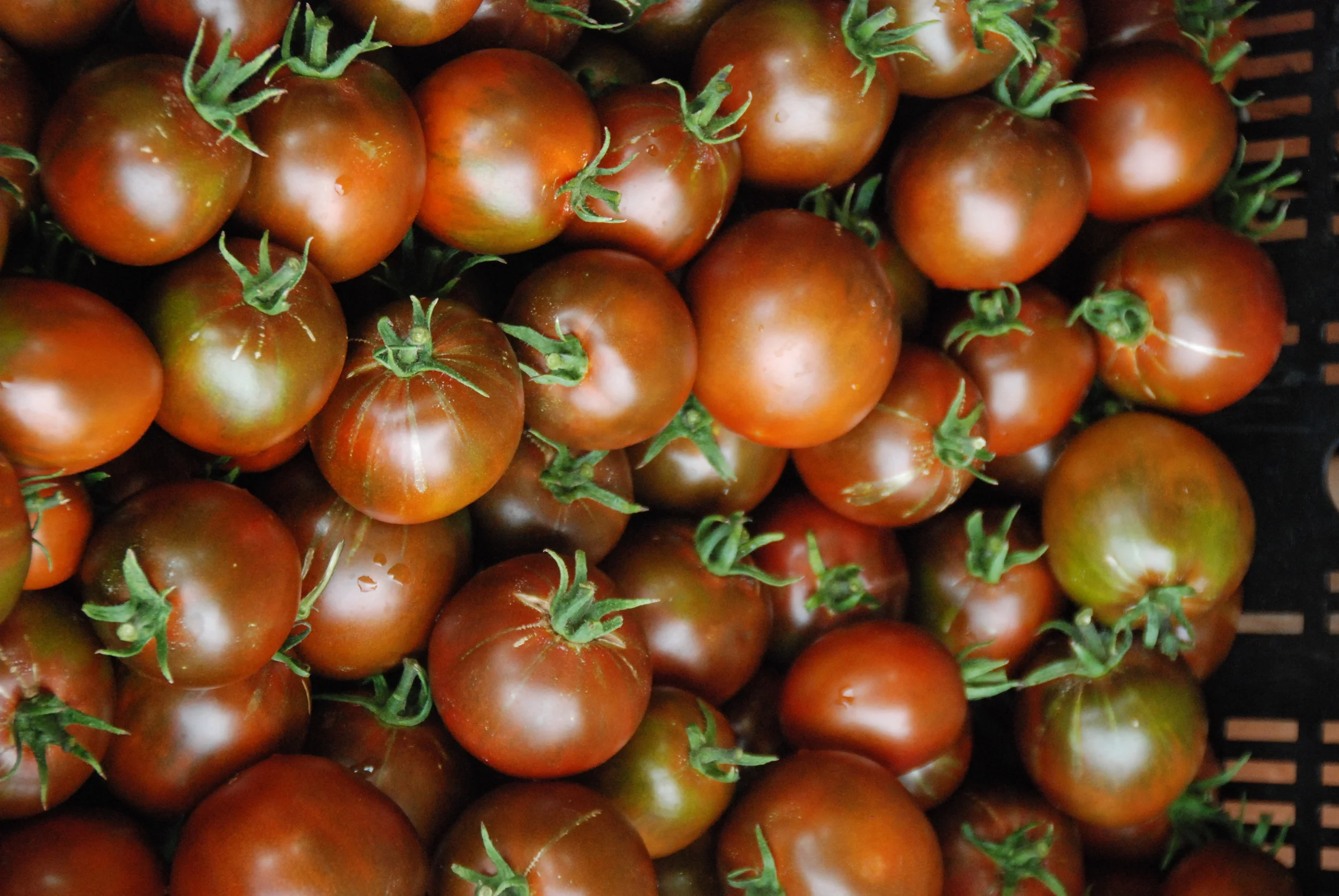 Black Russian Tomatoes