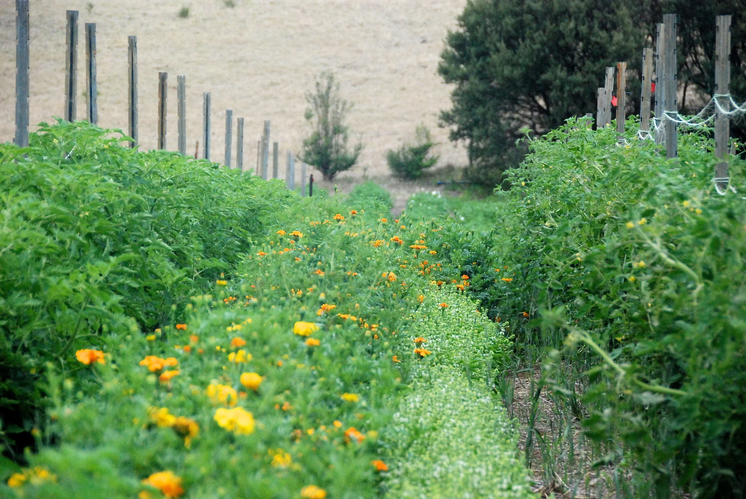 Field tomatoes with marigolds and basil