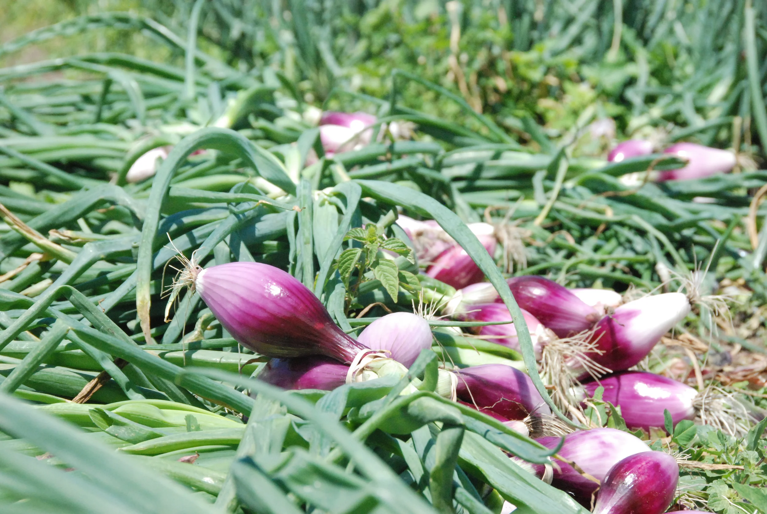 Long tropea onions