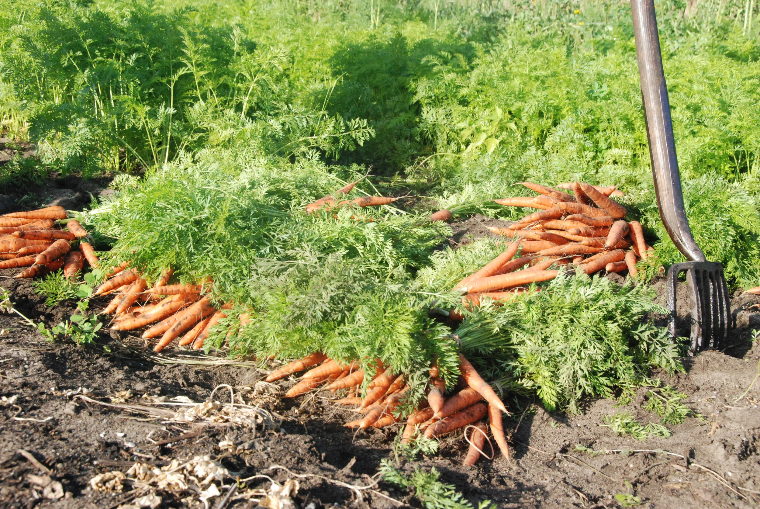 Carrot Bunches