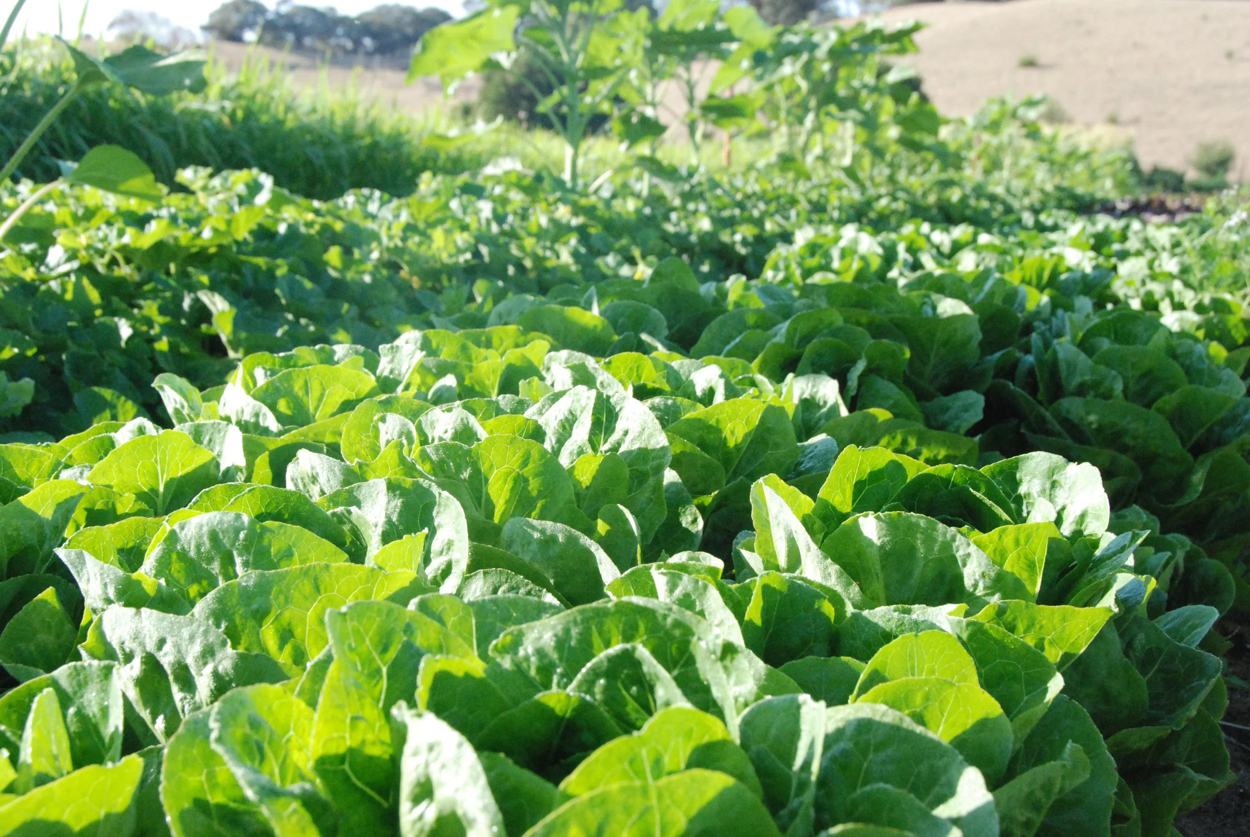 Cos Lettuce