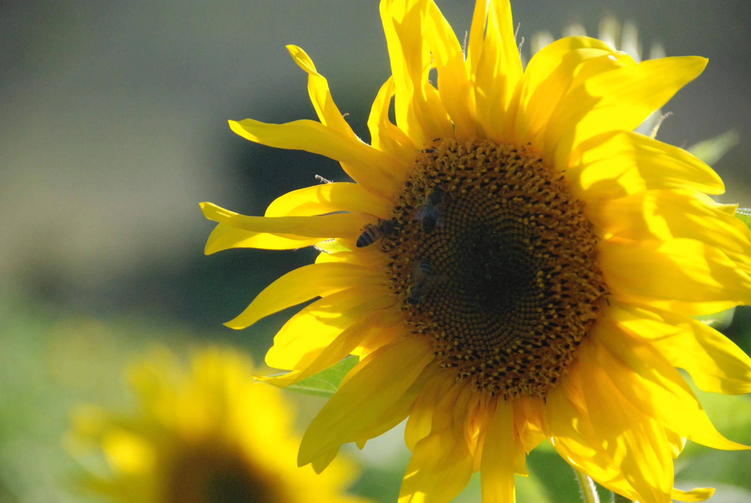 Sunflowers in full bloom at the end of Summer