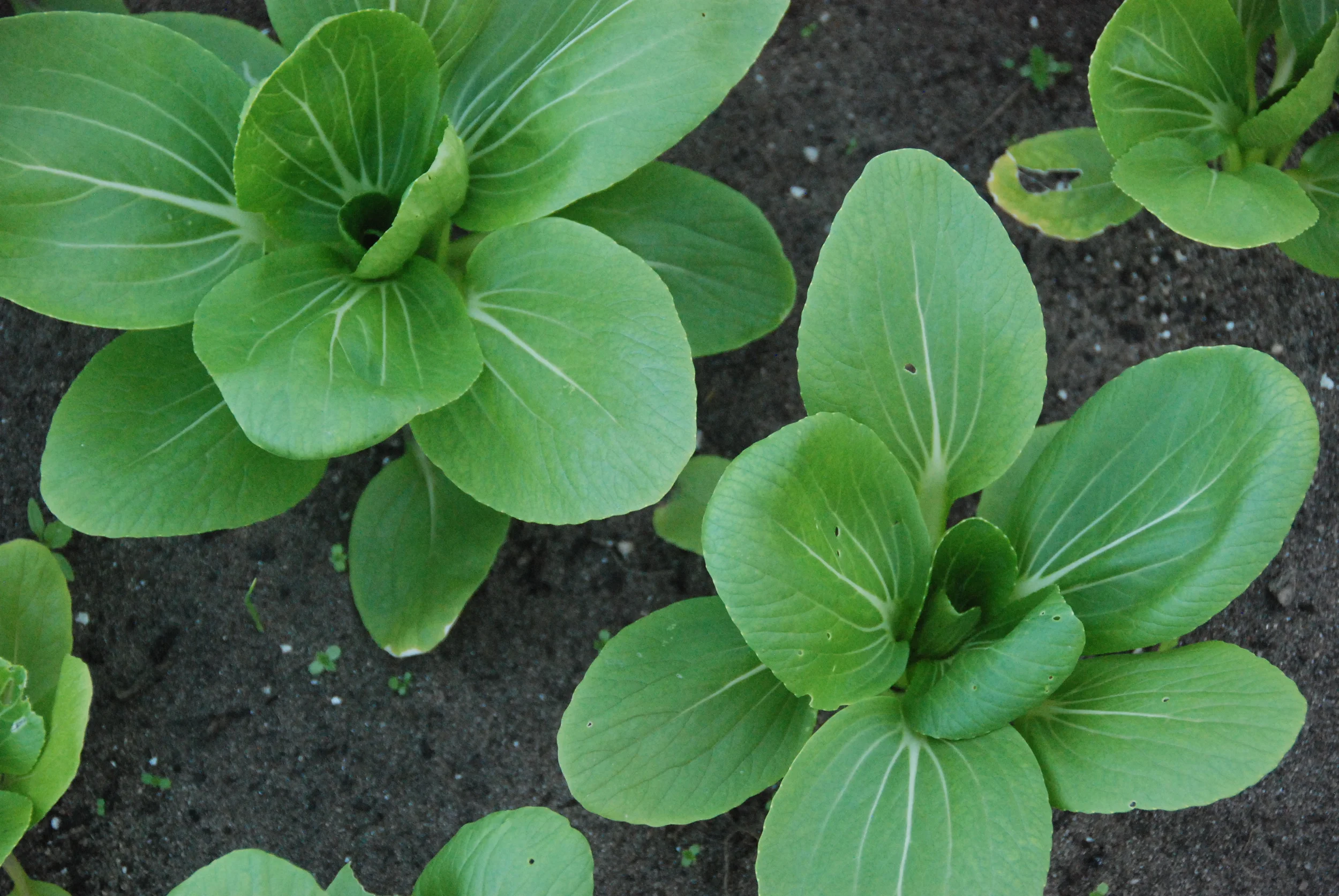 First Bok Choy planting going into the weekly boxes at the start of March