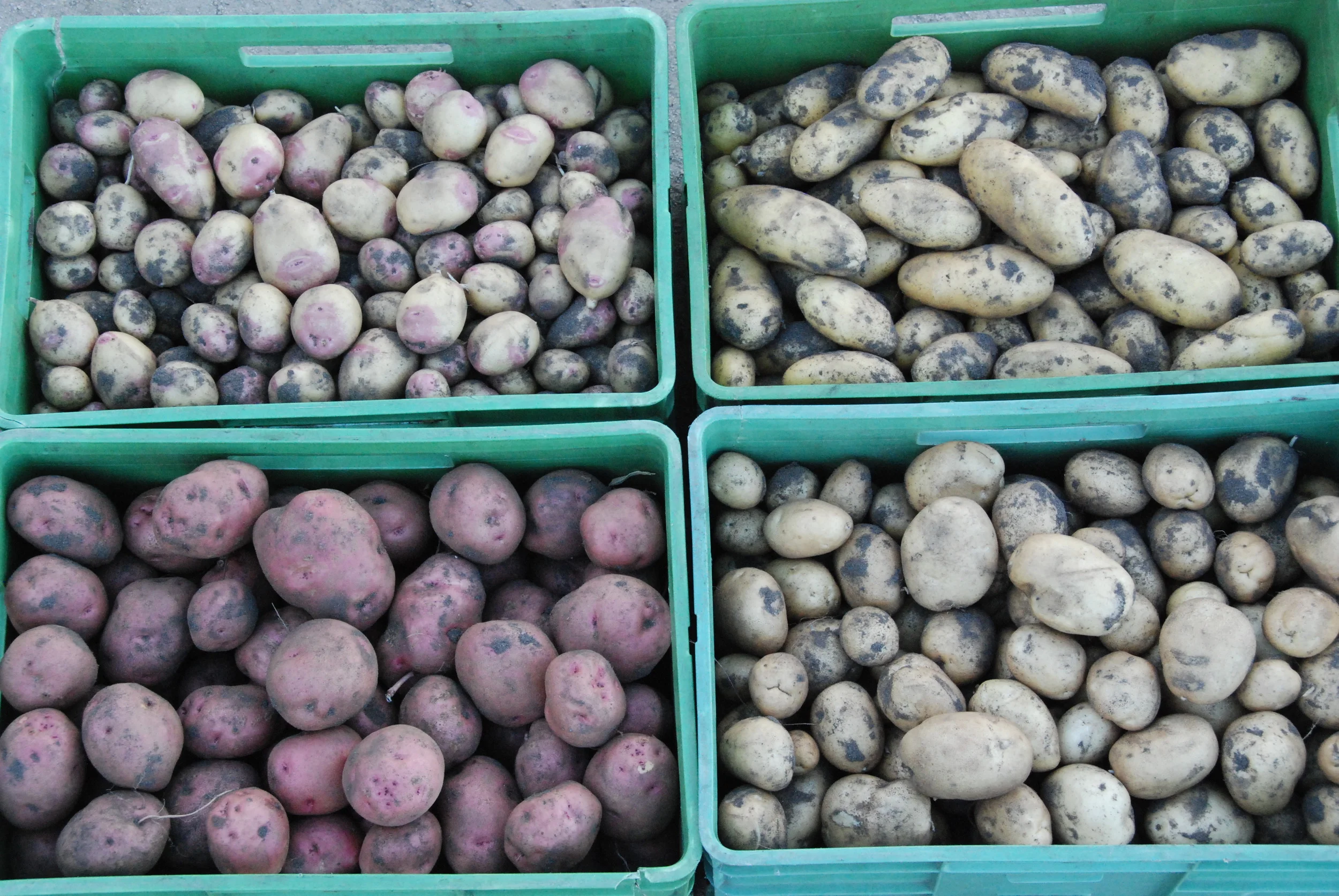 Potatoes for the Summer and Autumn boxes