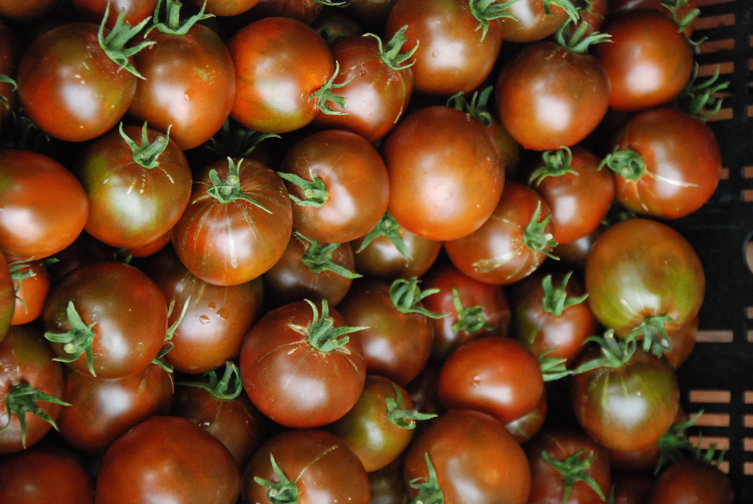 It has been a bumper Summer for our Tomatoes -