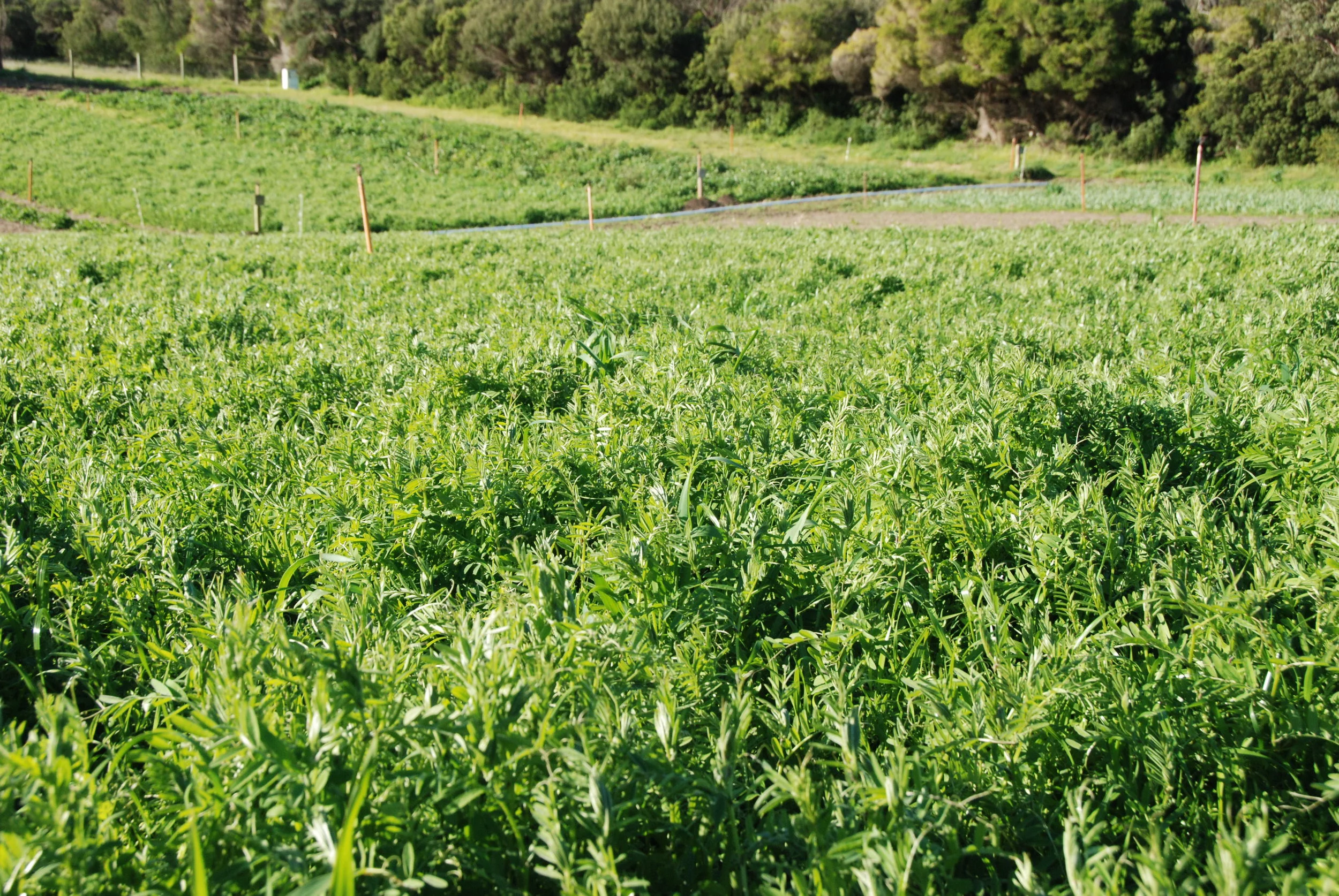 Winter Green Manure Crops covering the farm - August 2016 - We work on covering as much of the farm as possible when our Autumn crops are pulled out - to keep the soil covered and to feed the soil life in preparation for Spring/Summer plantings.